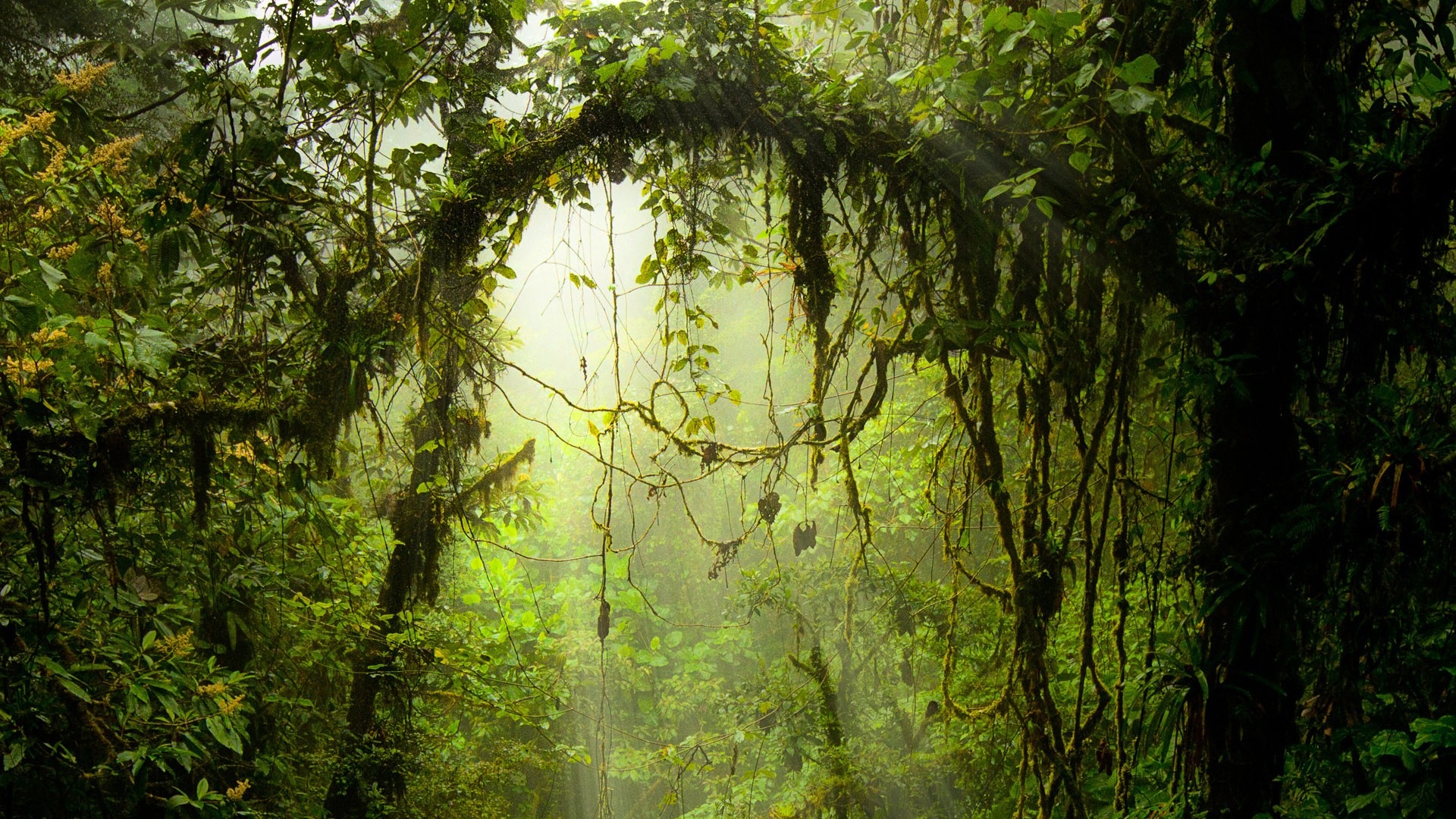 윈도우 8 테마 숲 풍경의 HD 월페이퍼 #5 - 1920x1080