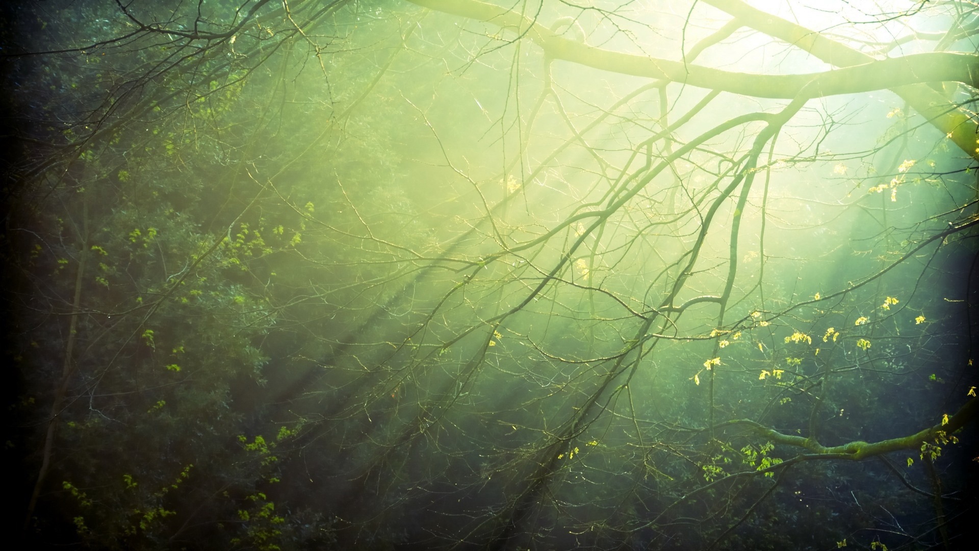 윈도우 8 테마 숲 풍경의 HD 월페이퍼 #6 - 1920x1080