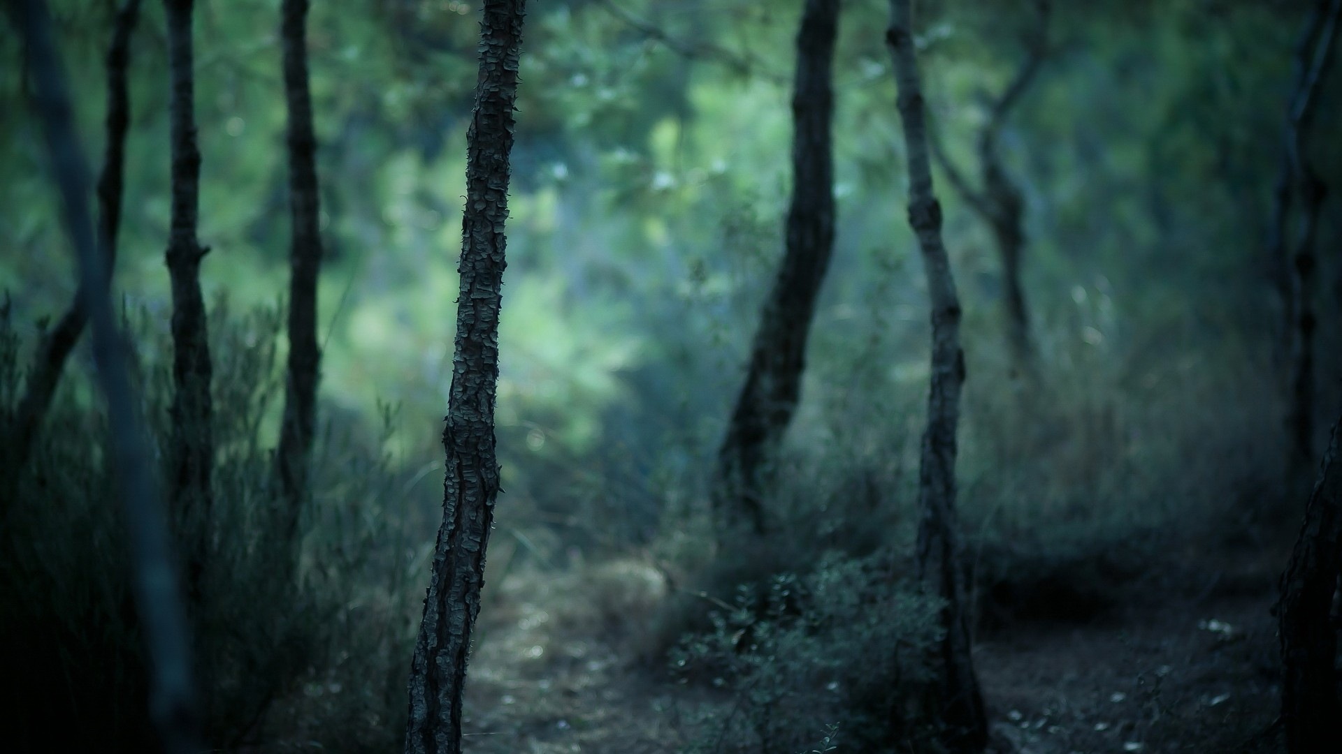 Windows 8 fonds d'écran thème paysages forestiers HD #7 - 1920x1080