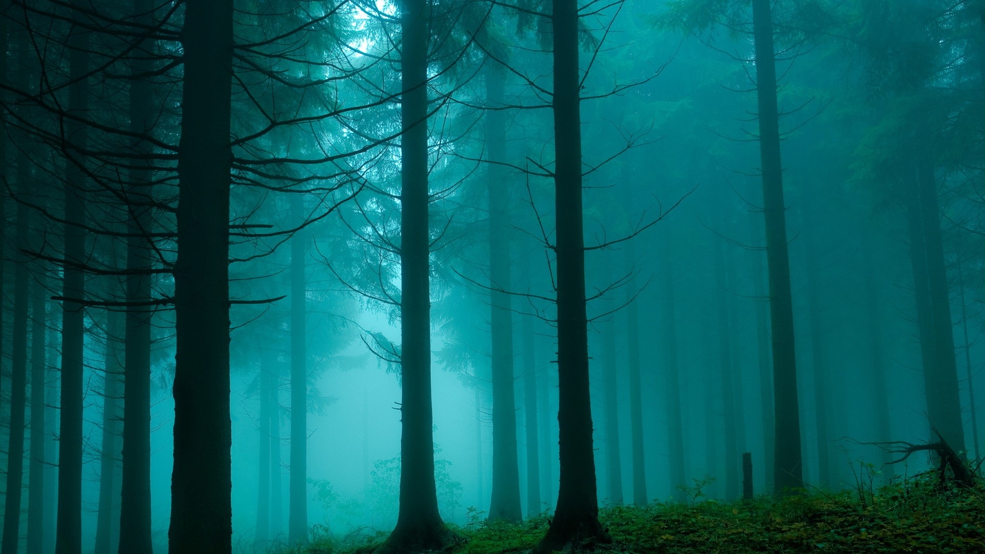 Windows 8 theme forest scenery HD wallpapers #8 - 1920x1080