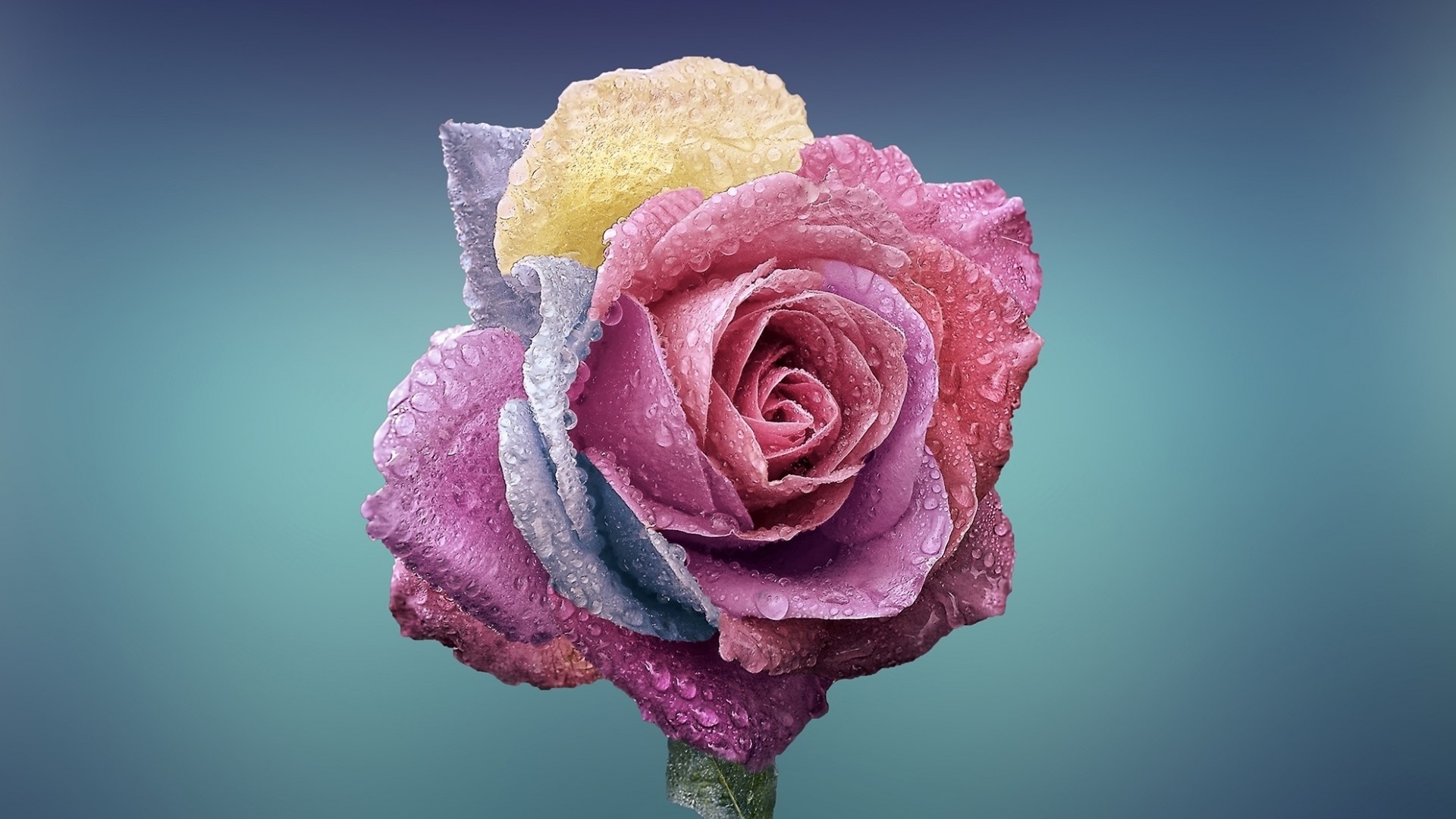 Schöne Blumen mit Tau HD Hintergrundbilder #13 - 1920x1080
