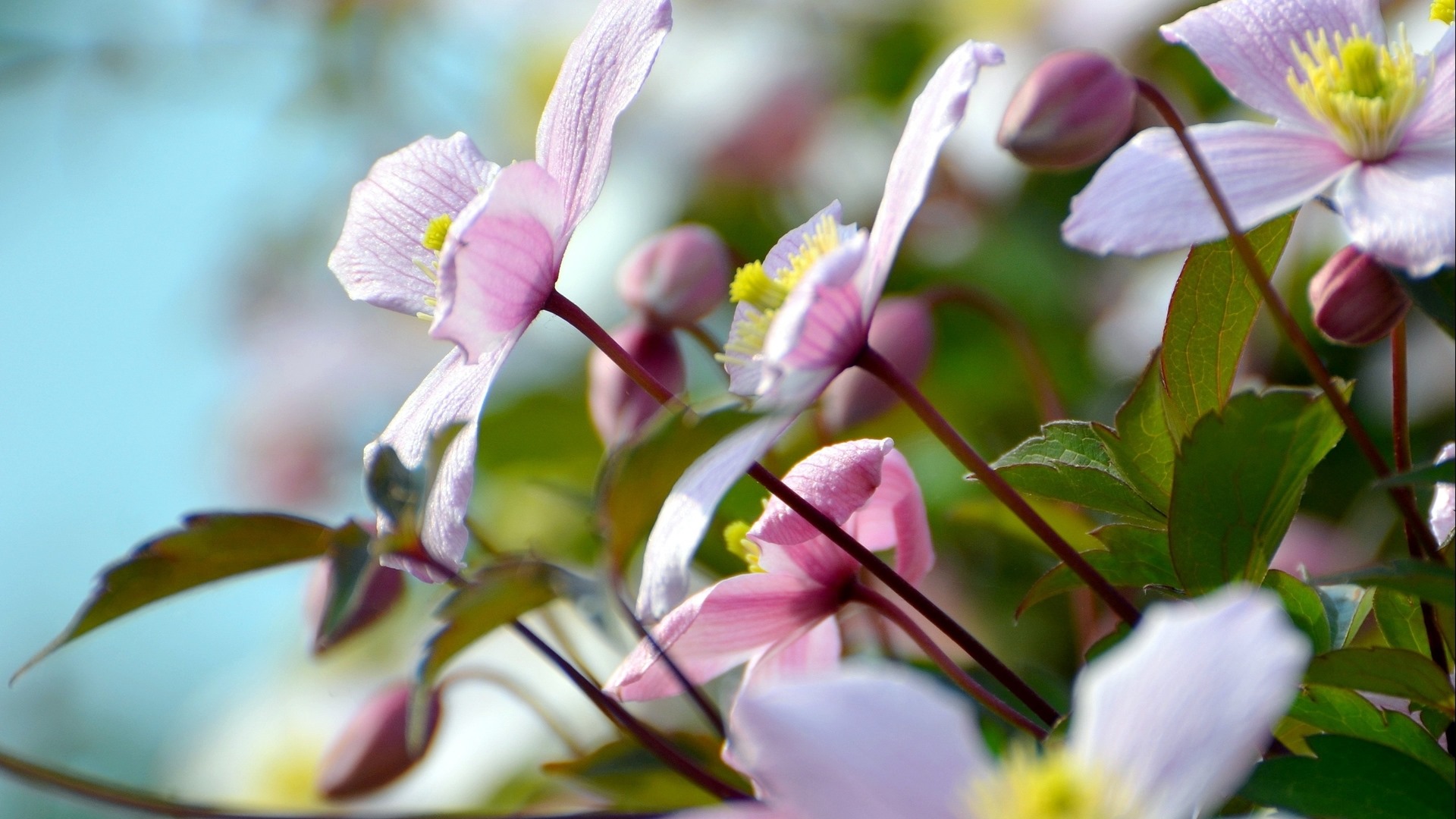 Schöne Blumen mit Tau HD Hintergrundbilder #17 - 1920x1080