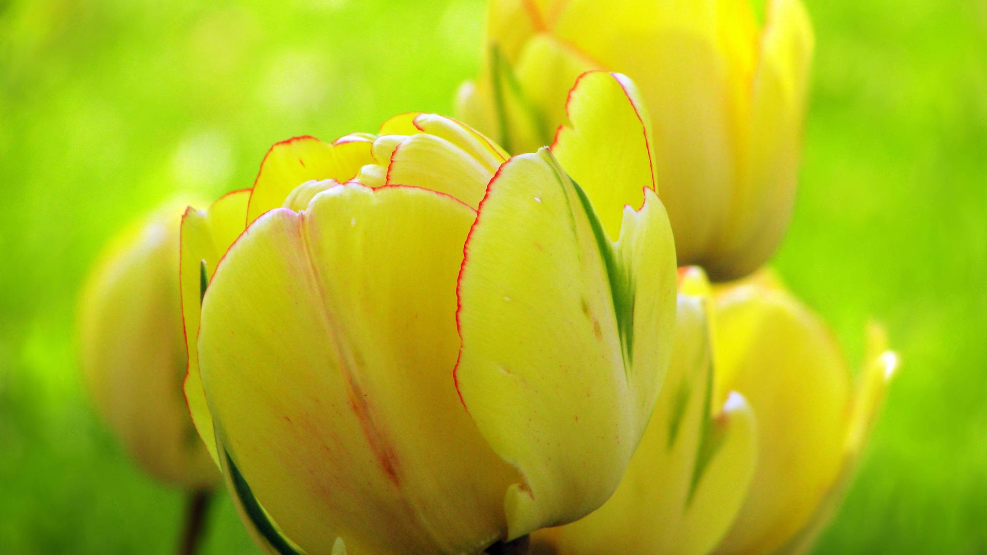 Fresh and colorful tulips flower HD wallpapers #6 - 1920x1080