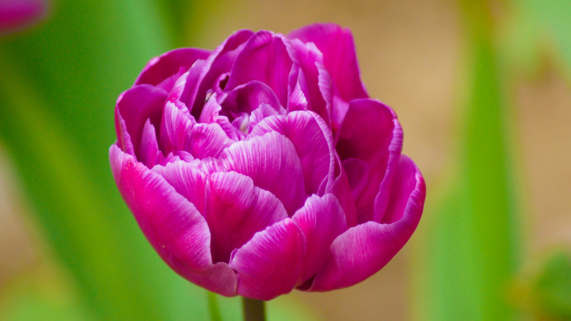 Fonds d'écran HD tulipes fleurs fraîches et colorées #11 - 1920x1080