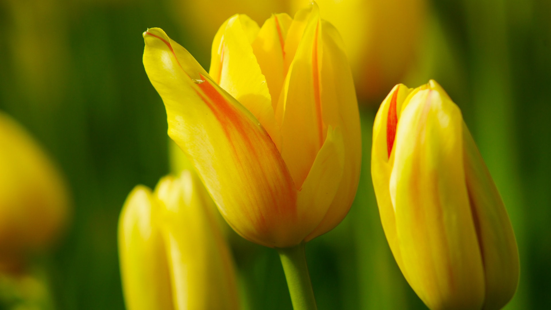 Fonds d'écran HD tulipes fleurs fraîches et colorées #13 - 1920x1080