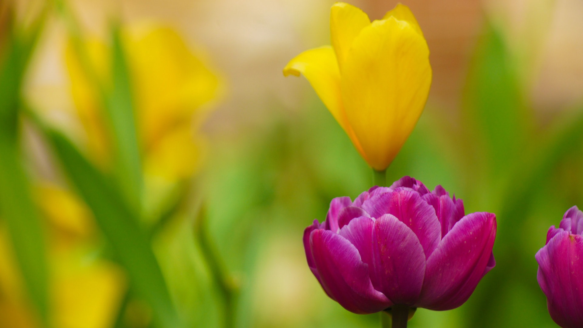 Fonds d'écran HD tulipes fleurs fraîches et colorées #15 - 1920x1080