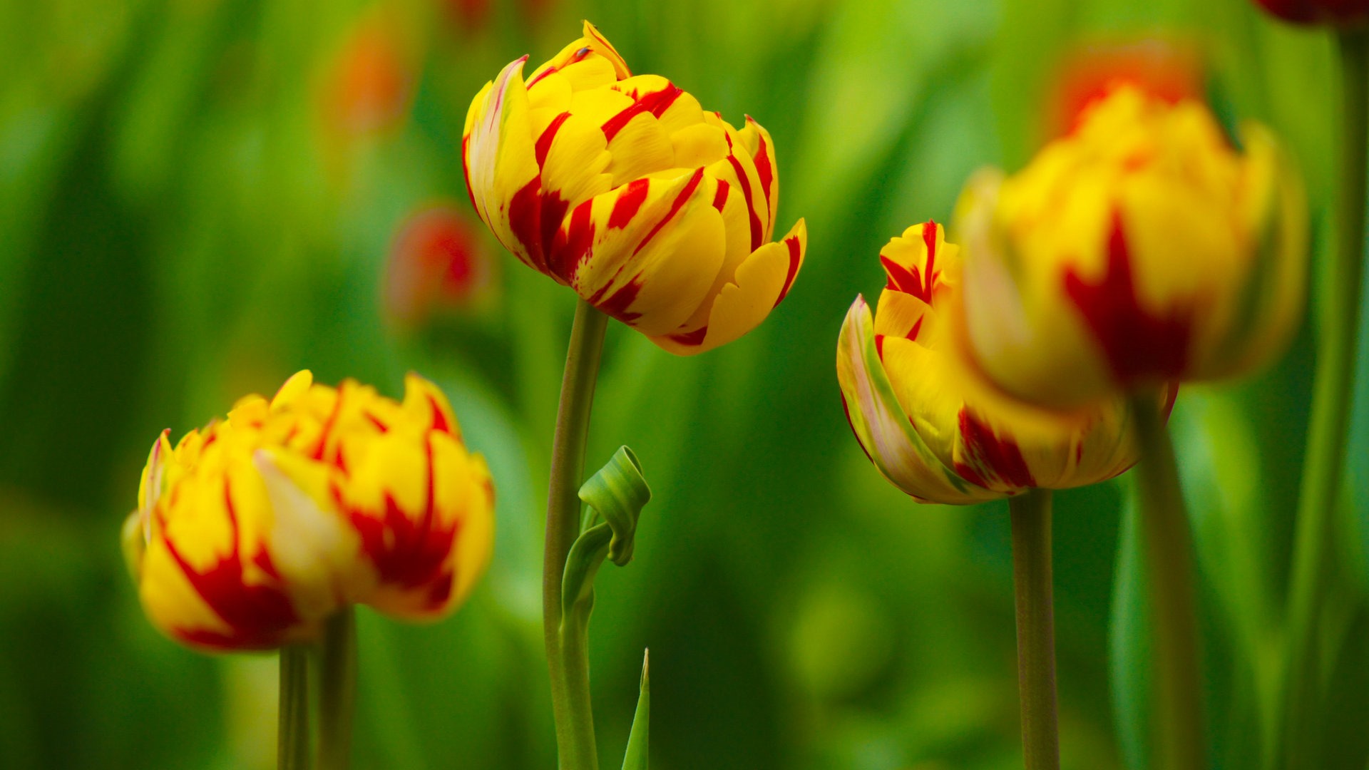 Fresh and colorful tulips flower HD wallpapers #16 - 1920x1080