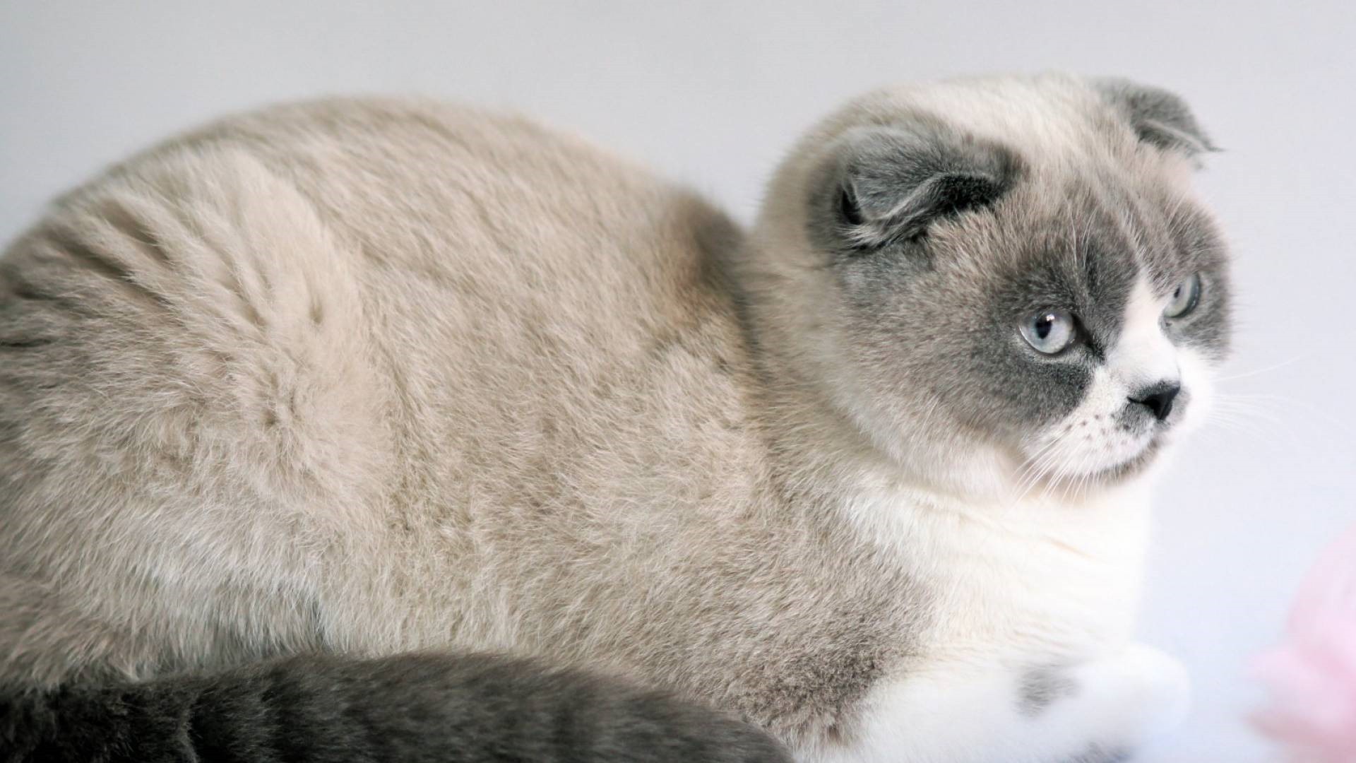 Tierisch, Scottish Fold Katze HD Wallpaper #5 - 1920x1080