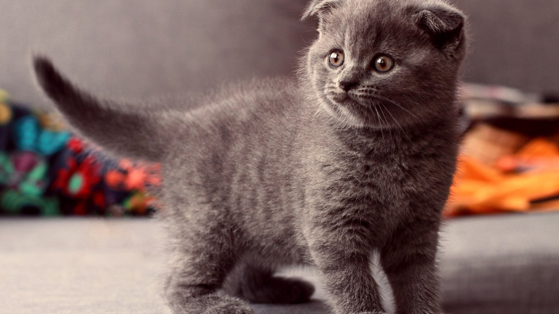 Cute pets, Scottish Fold cat HD wallpapers #7 - 1920x1080