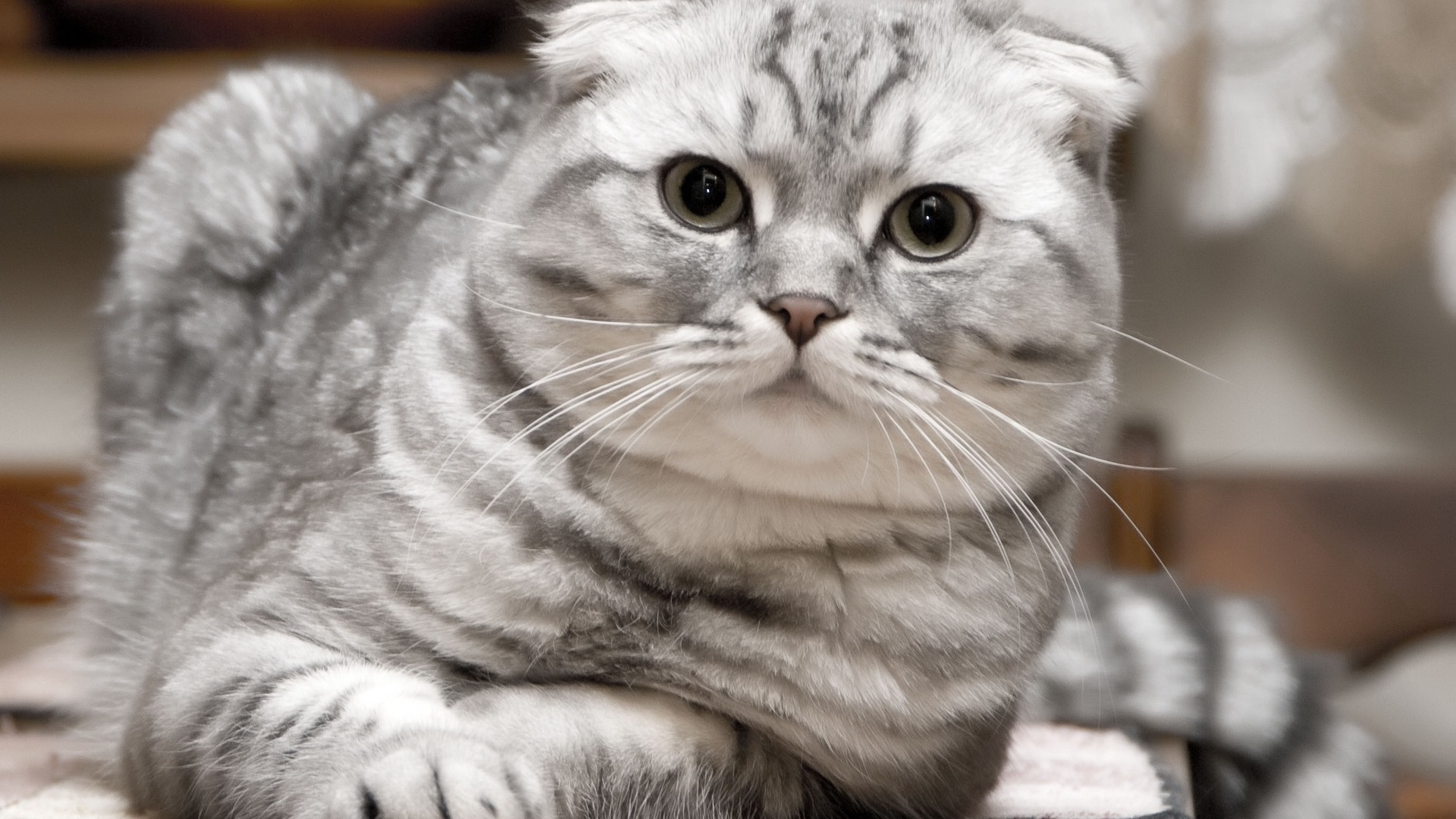 Cute pets, Scottish Fold cat HD wallpapers #14 - 1920x1080