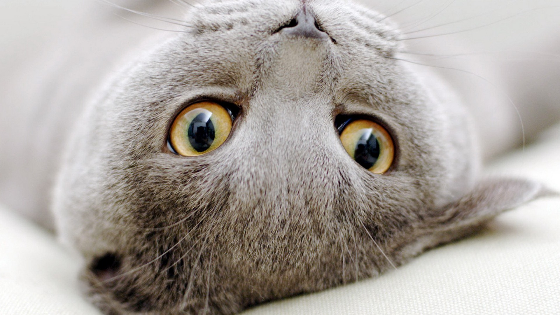 Cute pets, Scottish Fold cat HD wallpapers #19 - 1920x1080