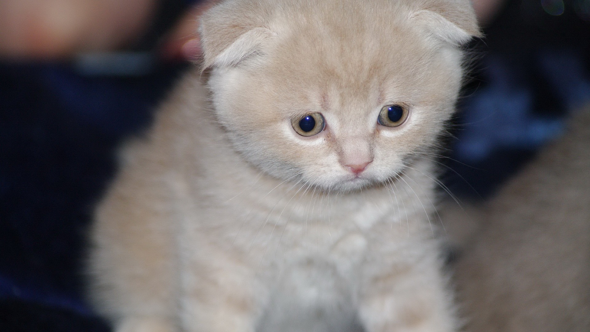 Cute pets, Scottish Fold cat HD wallpapers #20 - 1920x1080