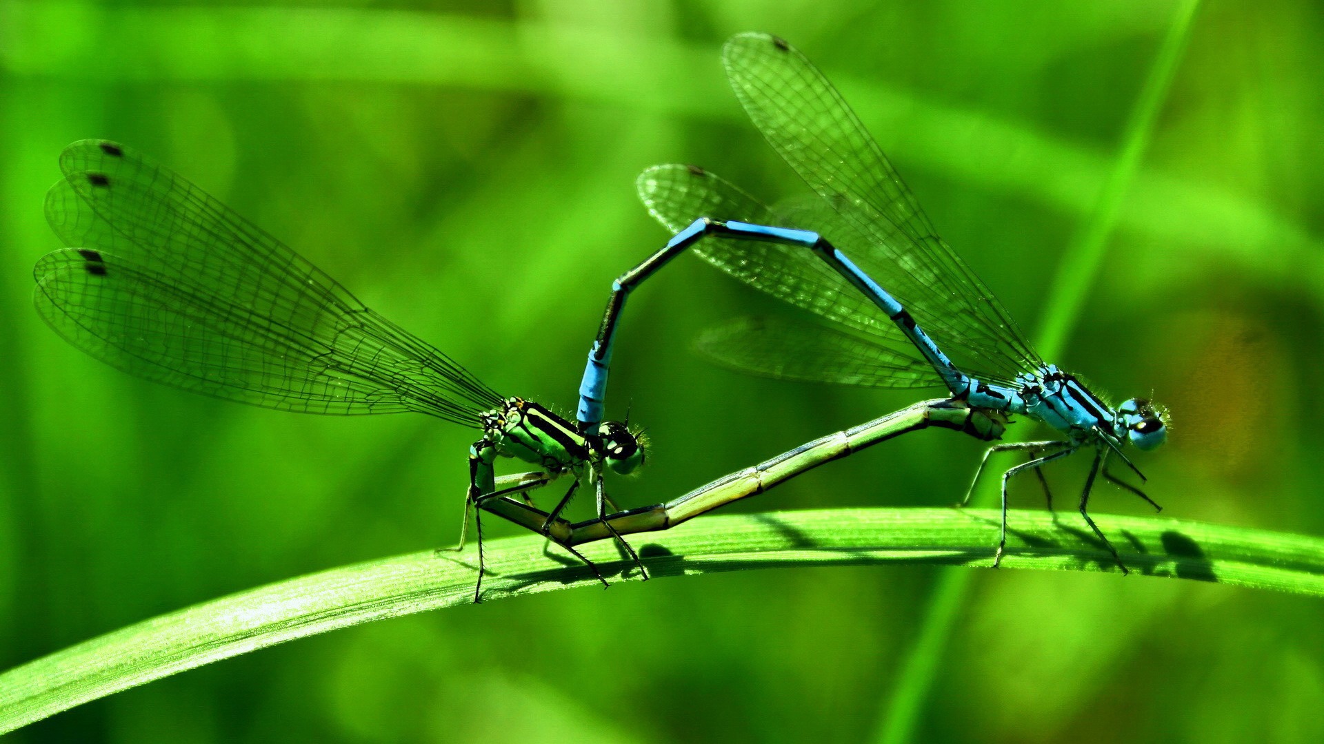 Insecte close-up, fonds d'écran HD libellule #14 - 1920x1080