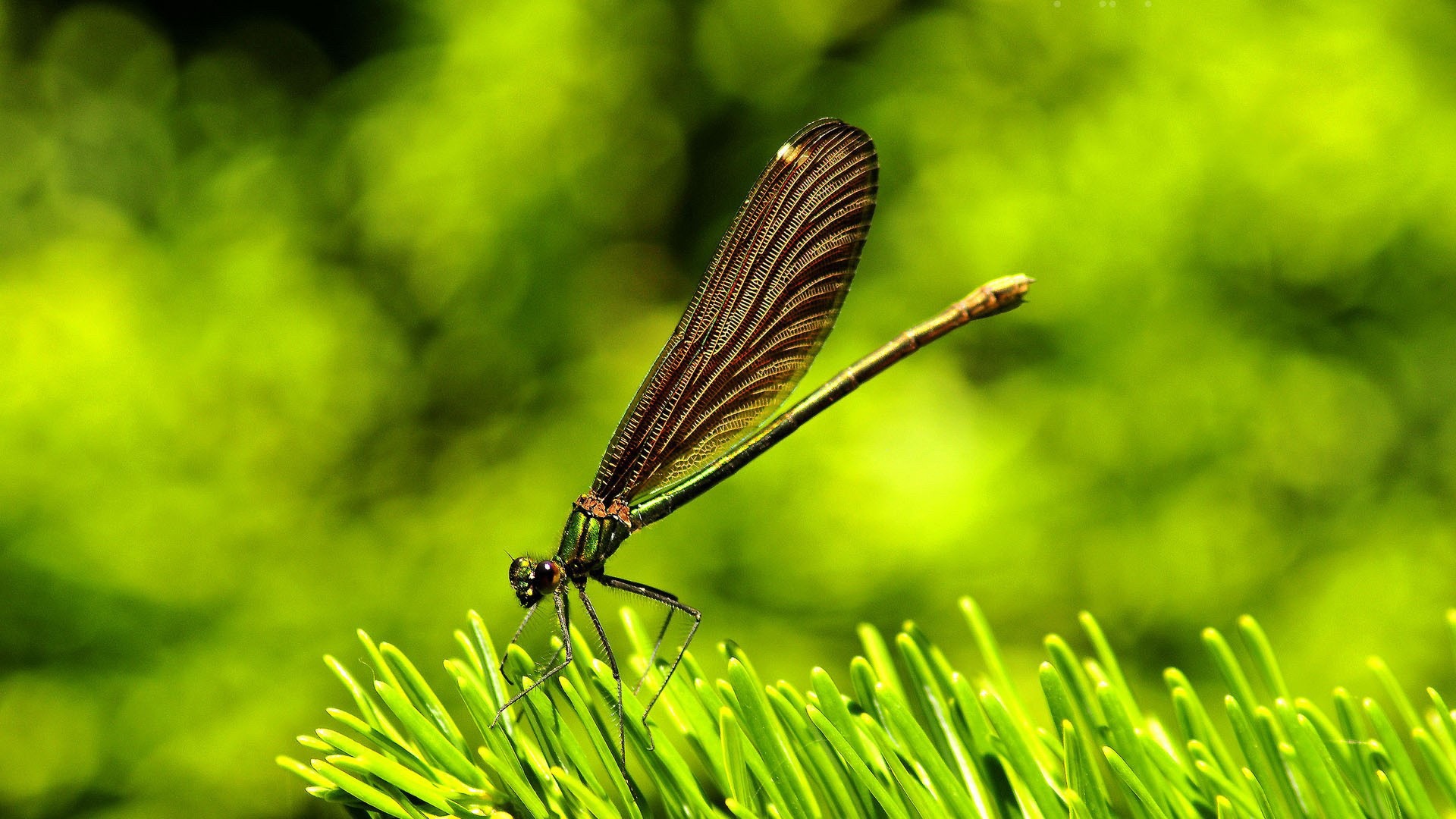 昆虫特写，蜻蜓高清壁纸18 - 1920x1080