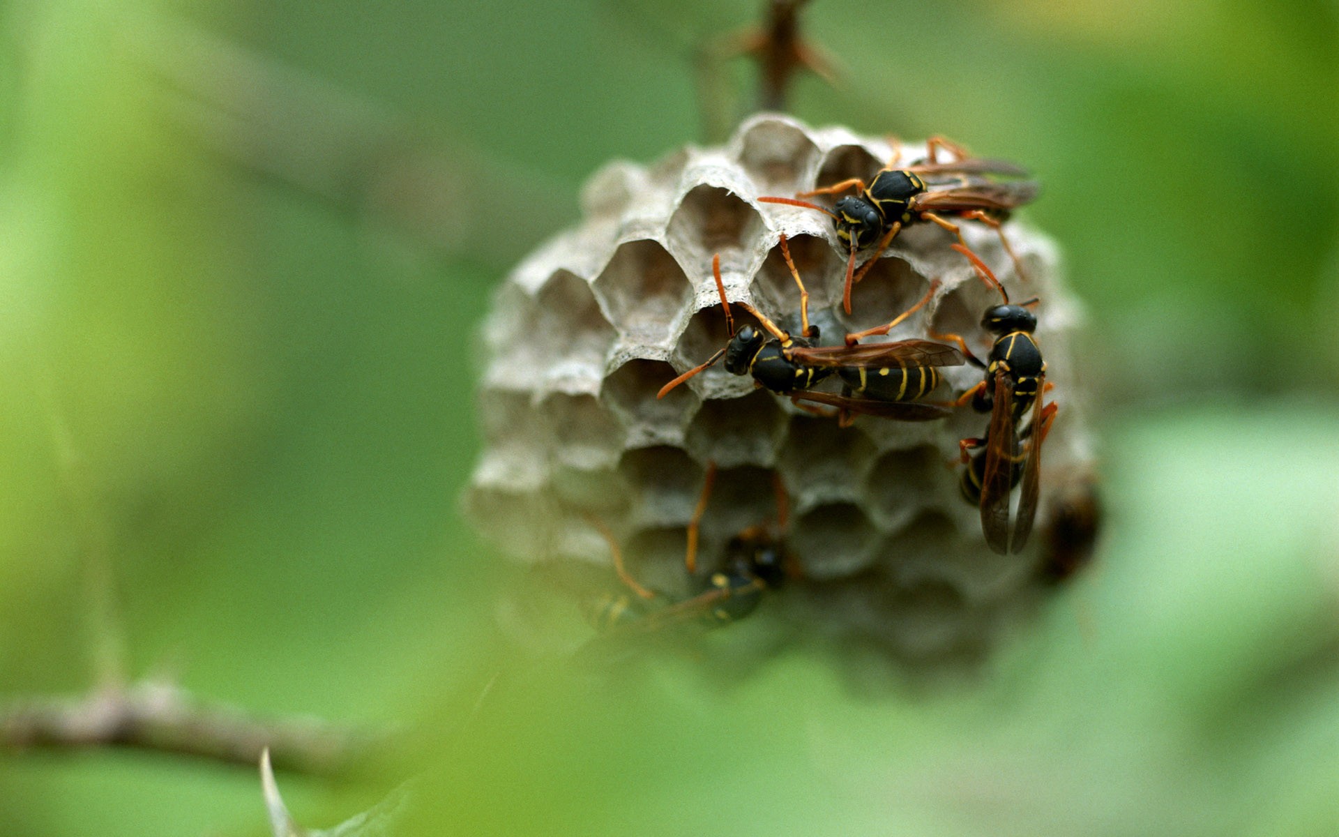 Papel tapiz de insectos # - 1920x1200