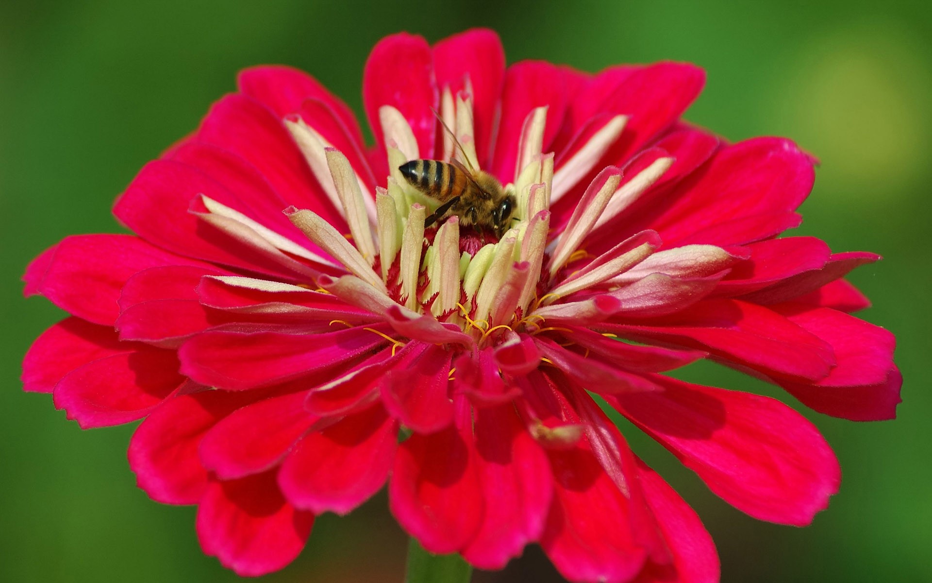 Láska Bee Květina tapetu (2) #6 - 1920x1200