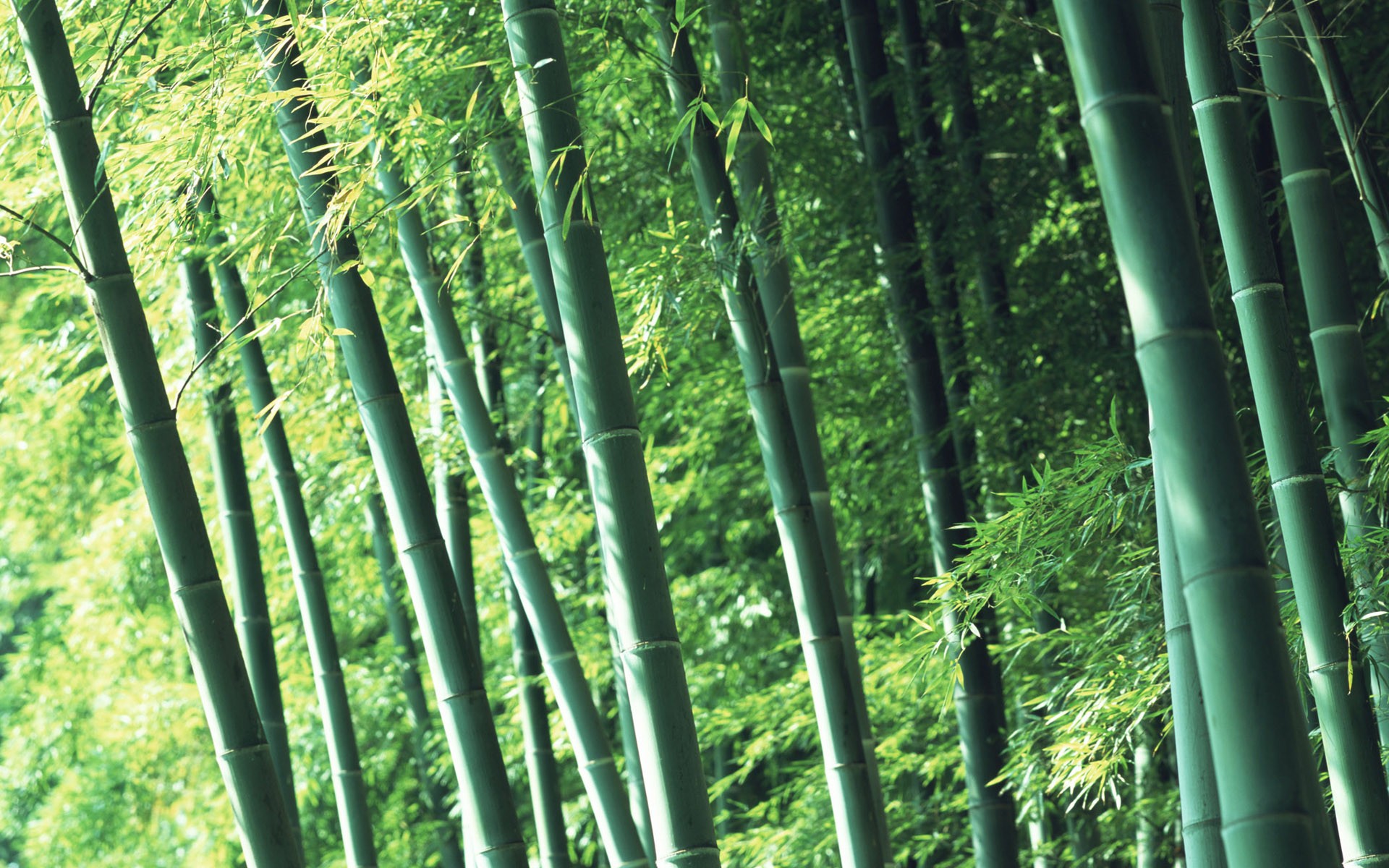 Papel tapiz verde de bambú #2 - 1920x1200
