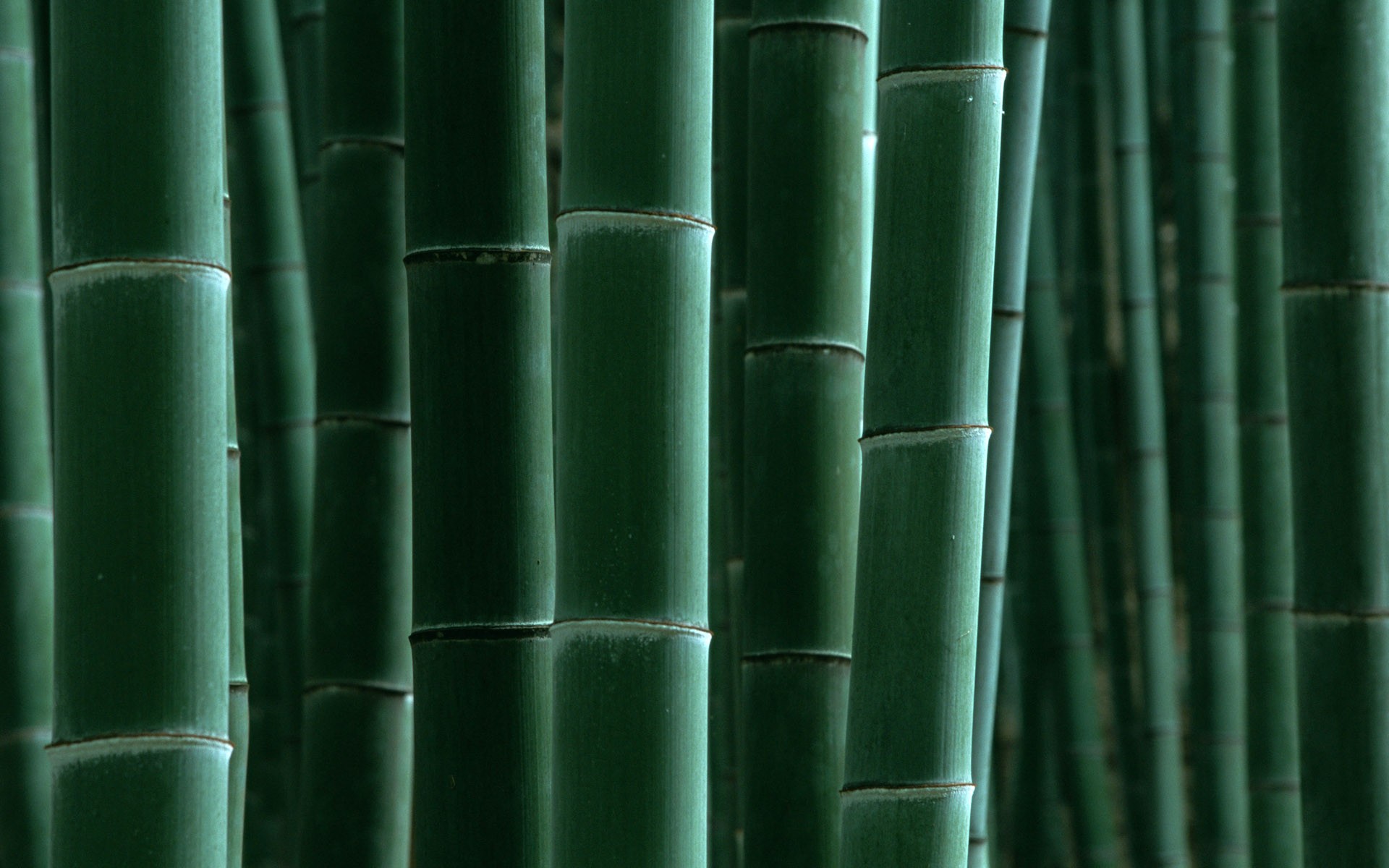 Papel tapiz verde de bambú #16 - 1920x1200