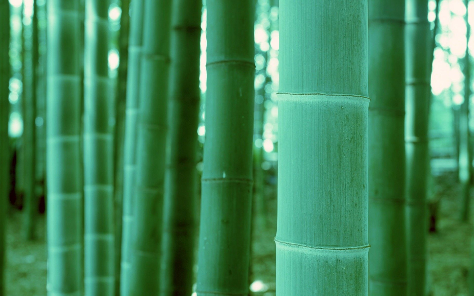 Papel tapiz verde de bambú #20 - 1920x1200