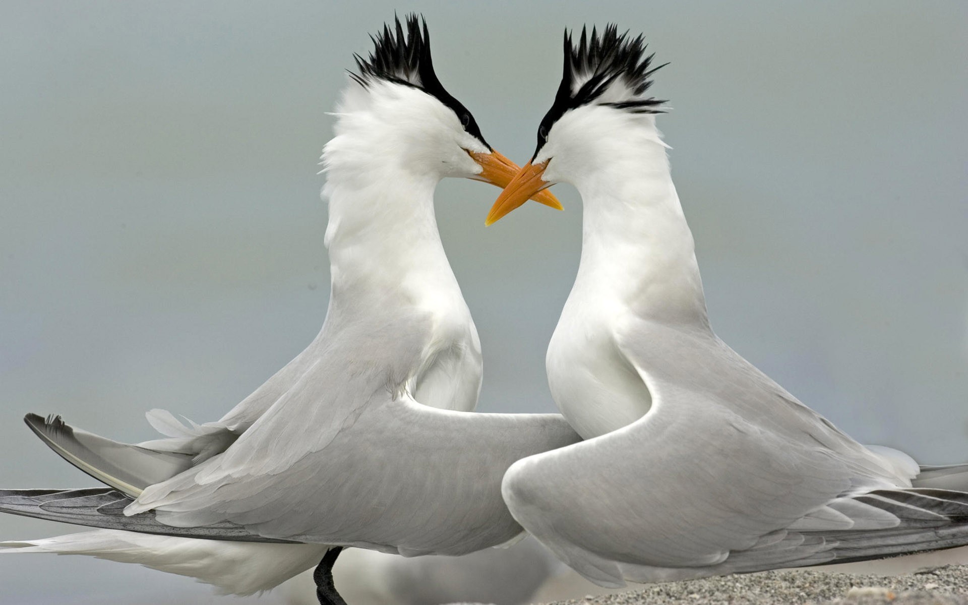 HD Wallpapers Birds Photo #4 - 1920x1200