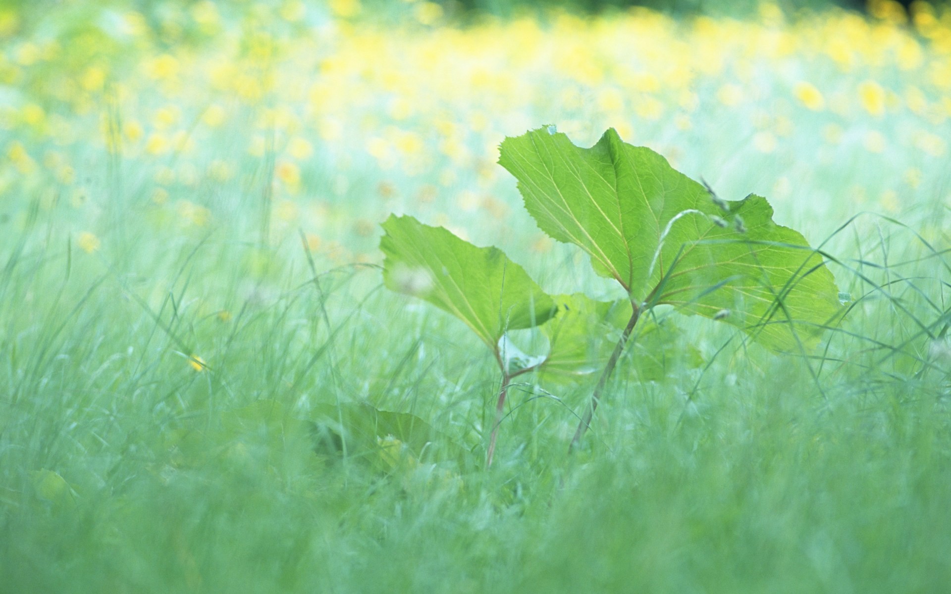 신선한 녹색 잎의 벽지 (1) #6 - 1920x1200