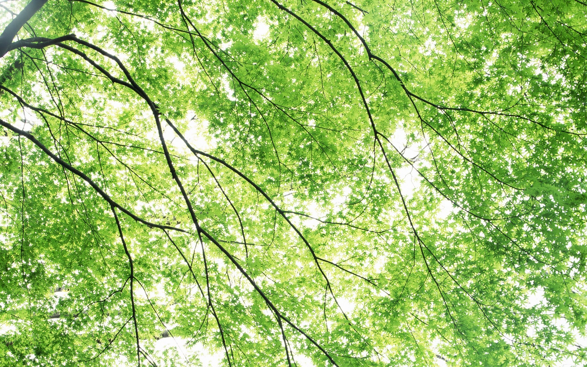 Frescas hojas de papel tapiz verde (2) #12 - 1920x1200