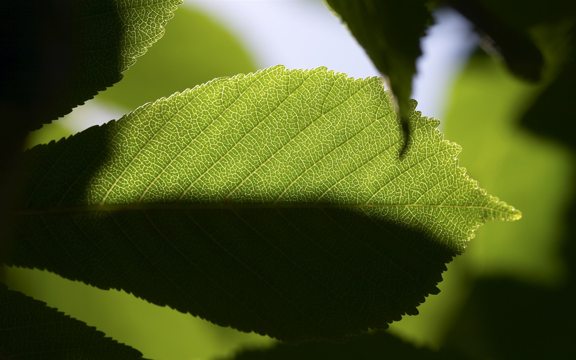 超大葉脈花草高清壁紙 #40 - 1920x1200