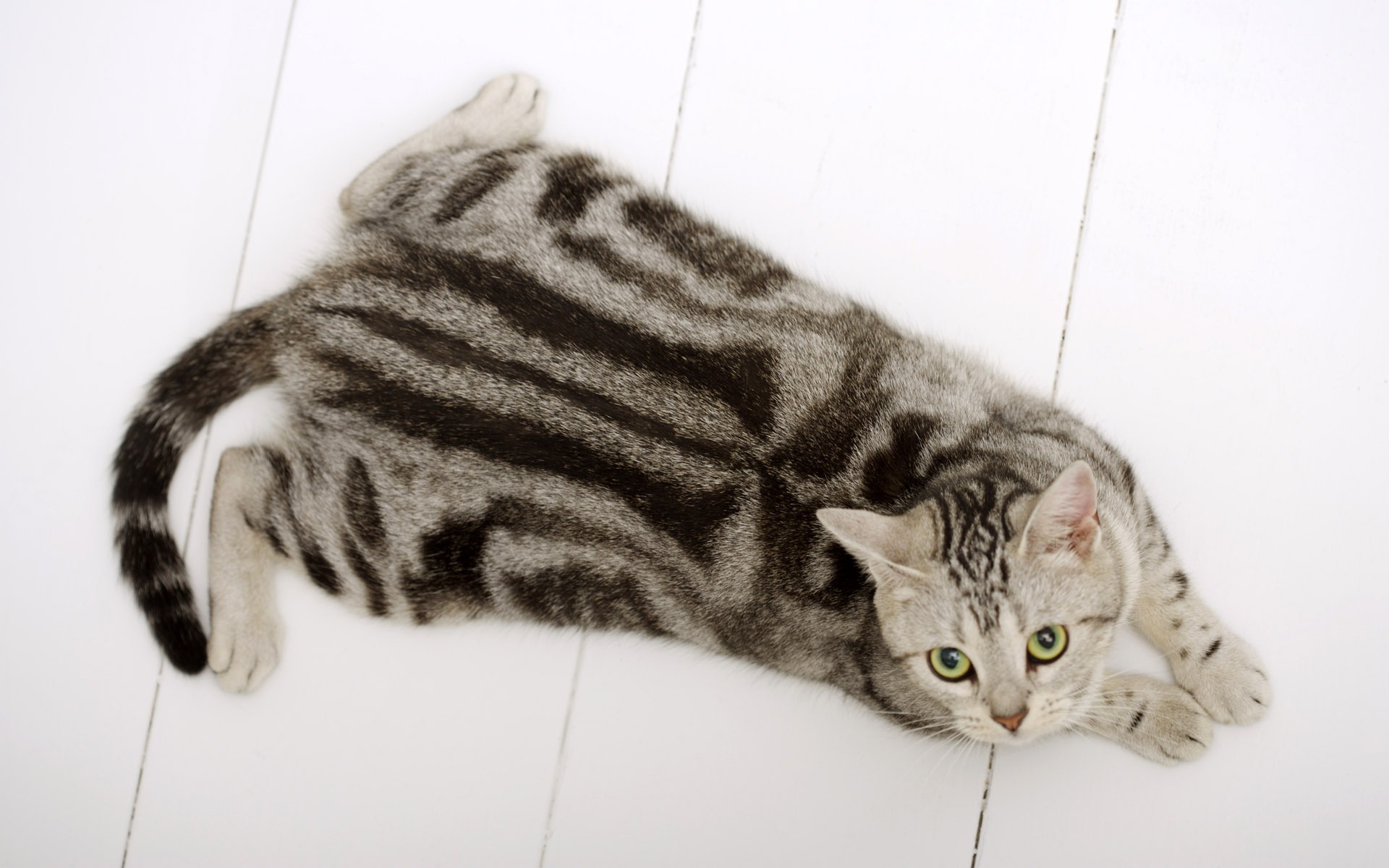 HD papel tapiz lindo gatito #30 - 1920x1200