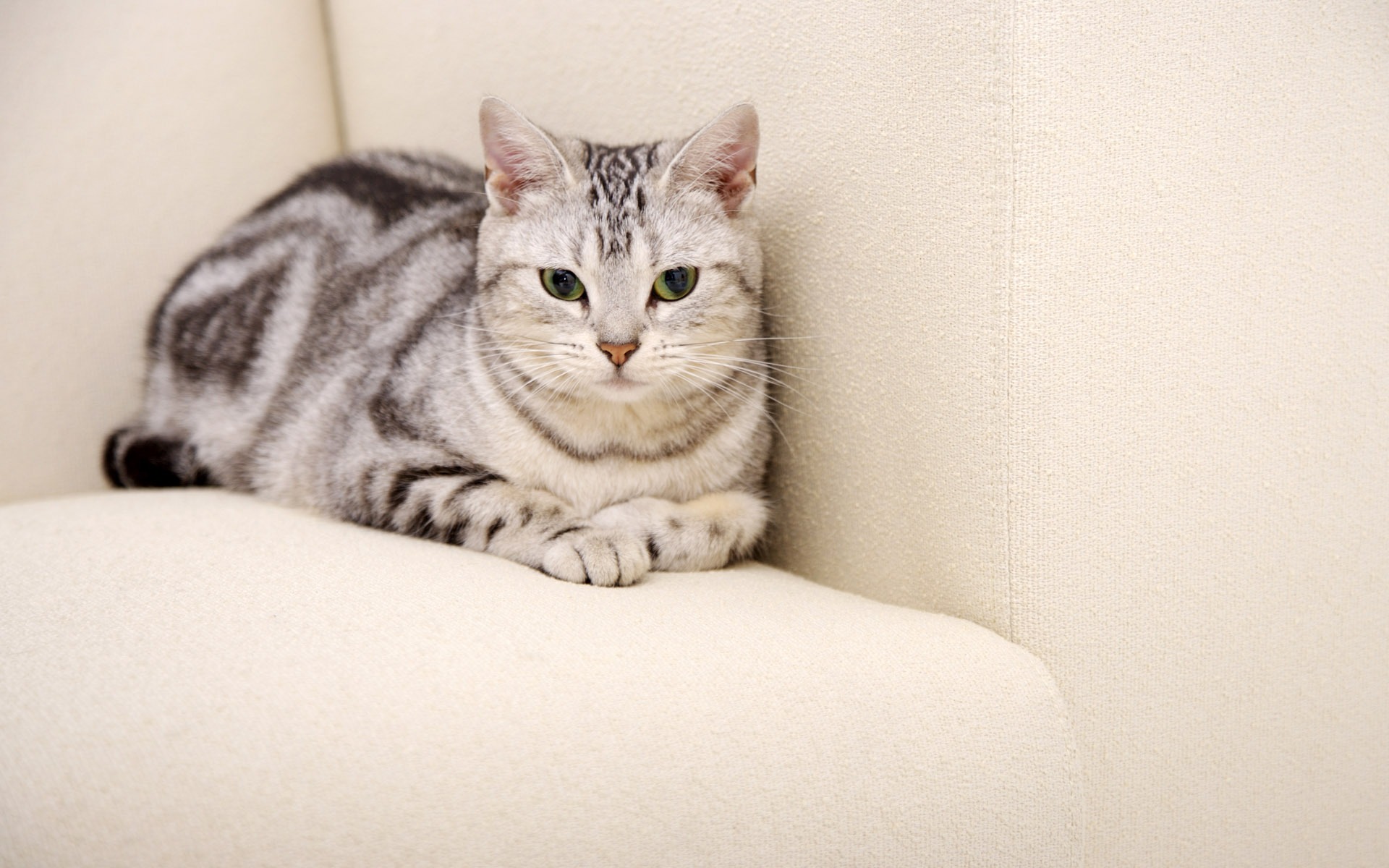 HD papel tapiz lindo gatito #38 - 1920x1200