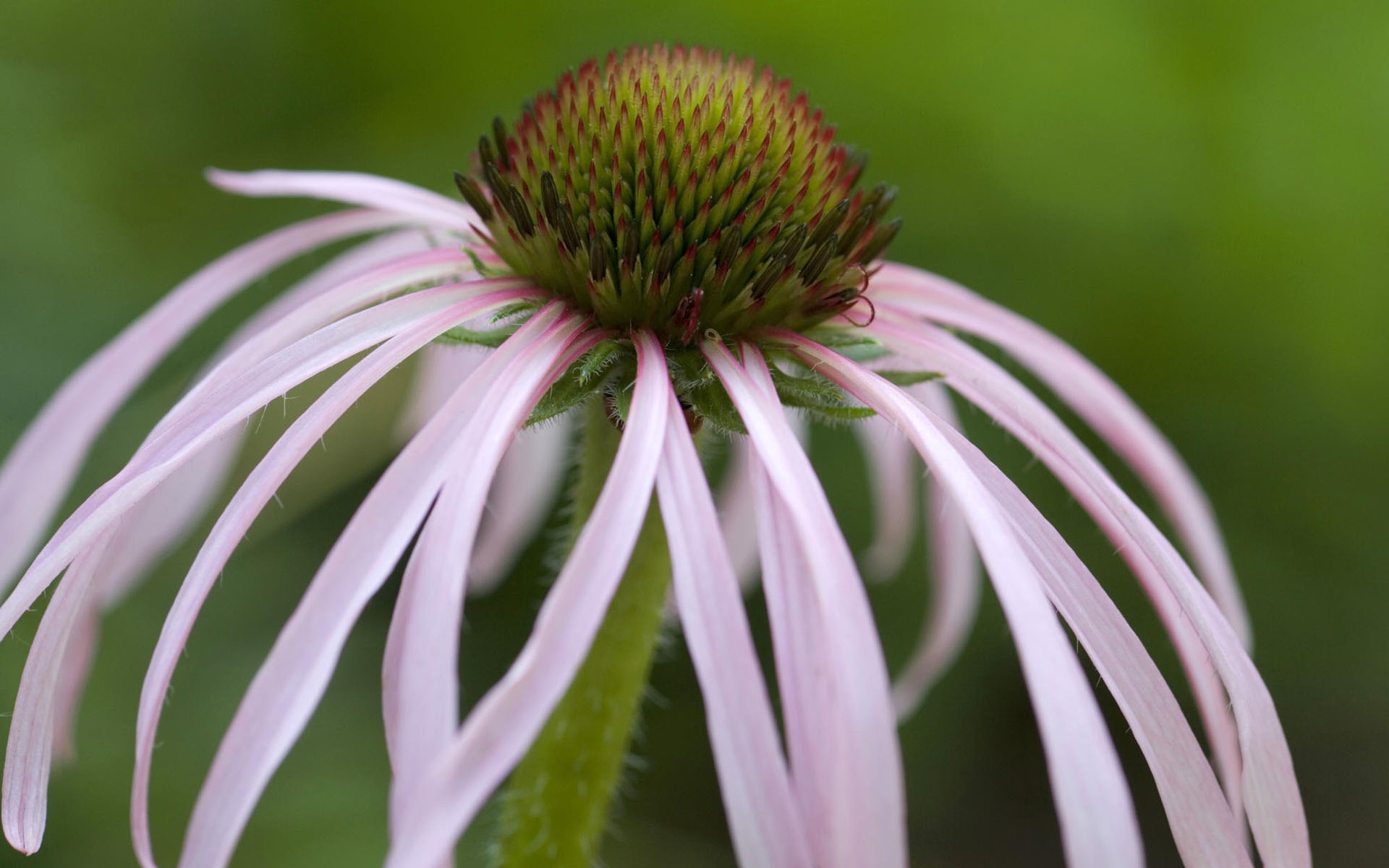 Widescreen wallpaper flowers close-up #31 - 1920x1200