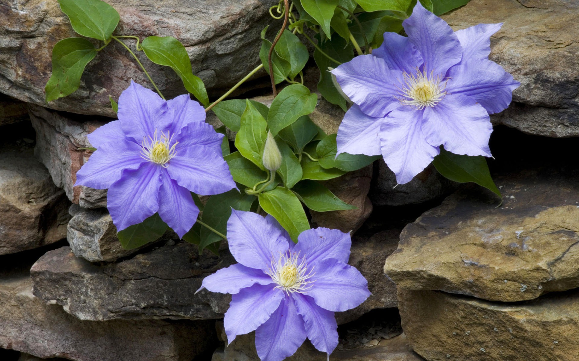 fleurs fond d'écran Widescreen close-up #36 - 1920x1200