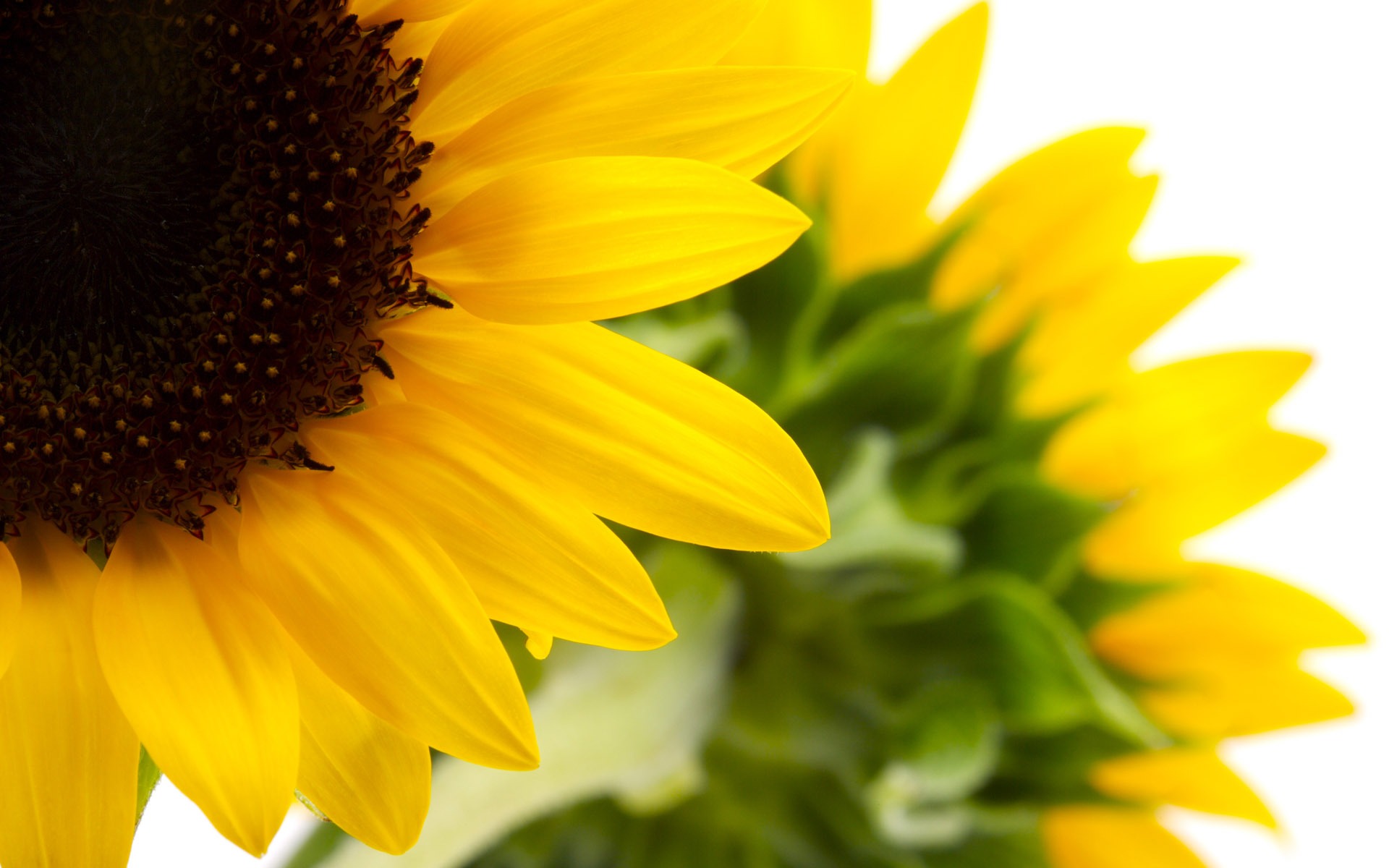 Sunny photo de tournesol HD Wallpapers #26 - 1920x1200