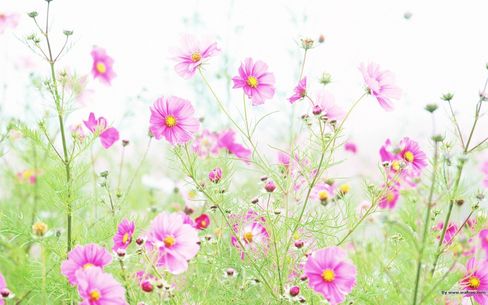 Fresh style Flowers Wallpapers #3 - 1920x1200