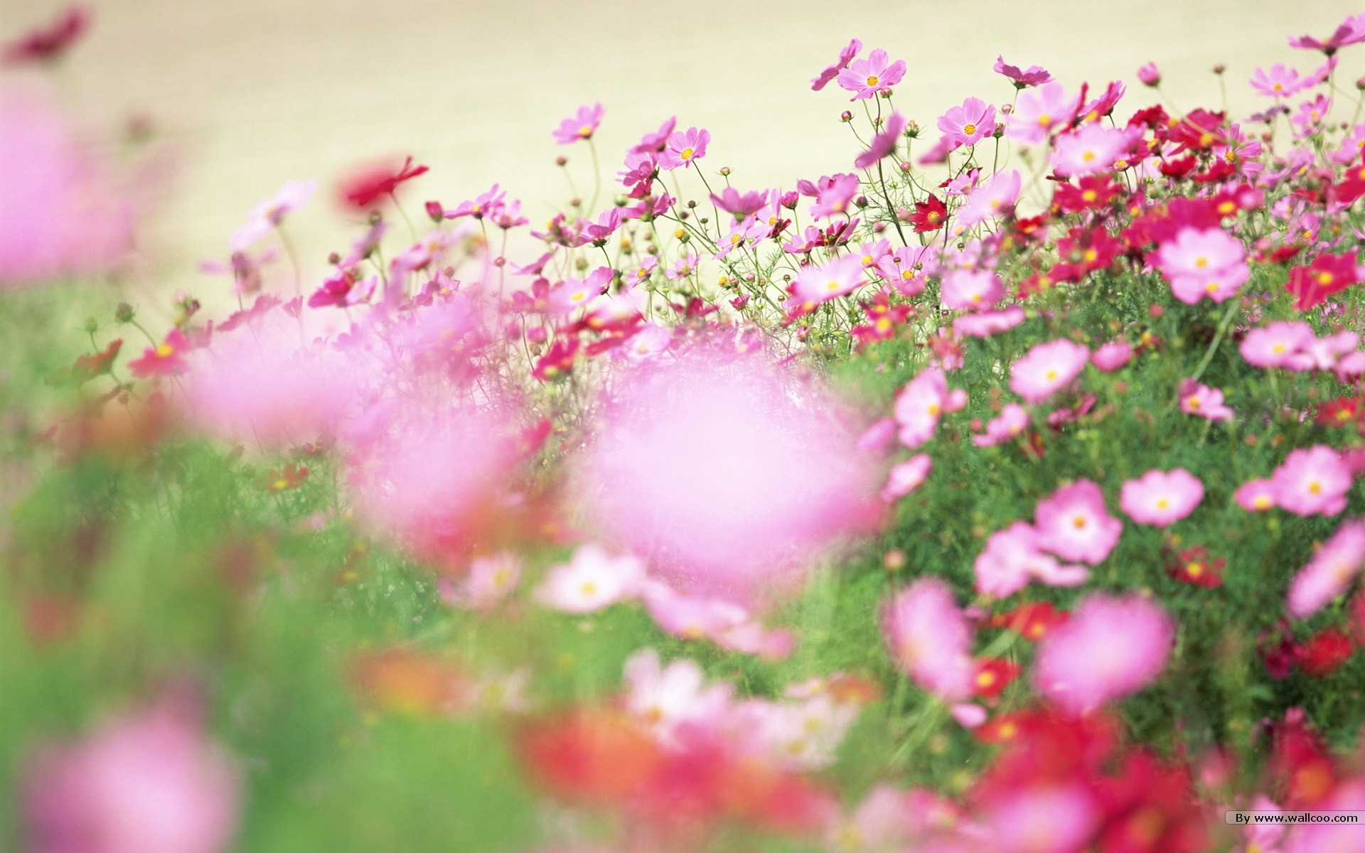 Fresh style Flowers Wallpapers #4 - 1920x1200