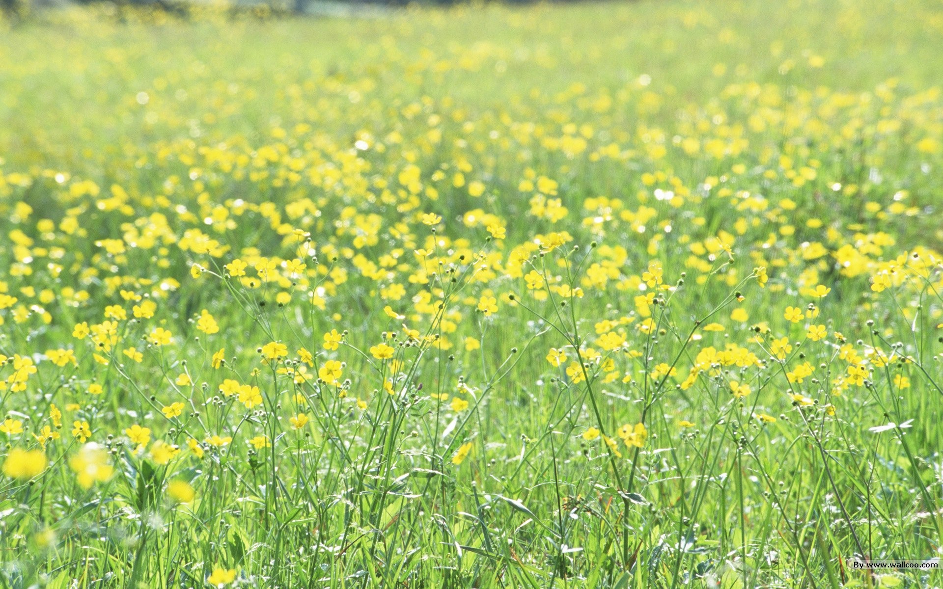 清新风格花卉摄影壁纸11 - 1920x1200