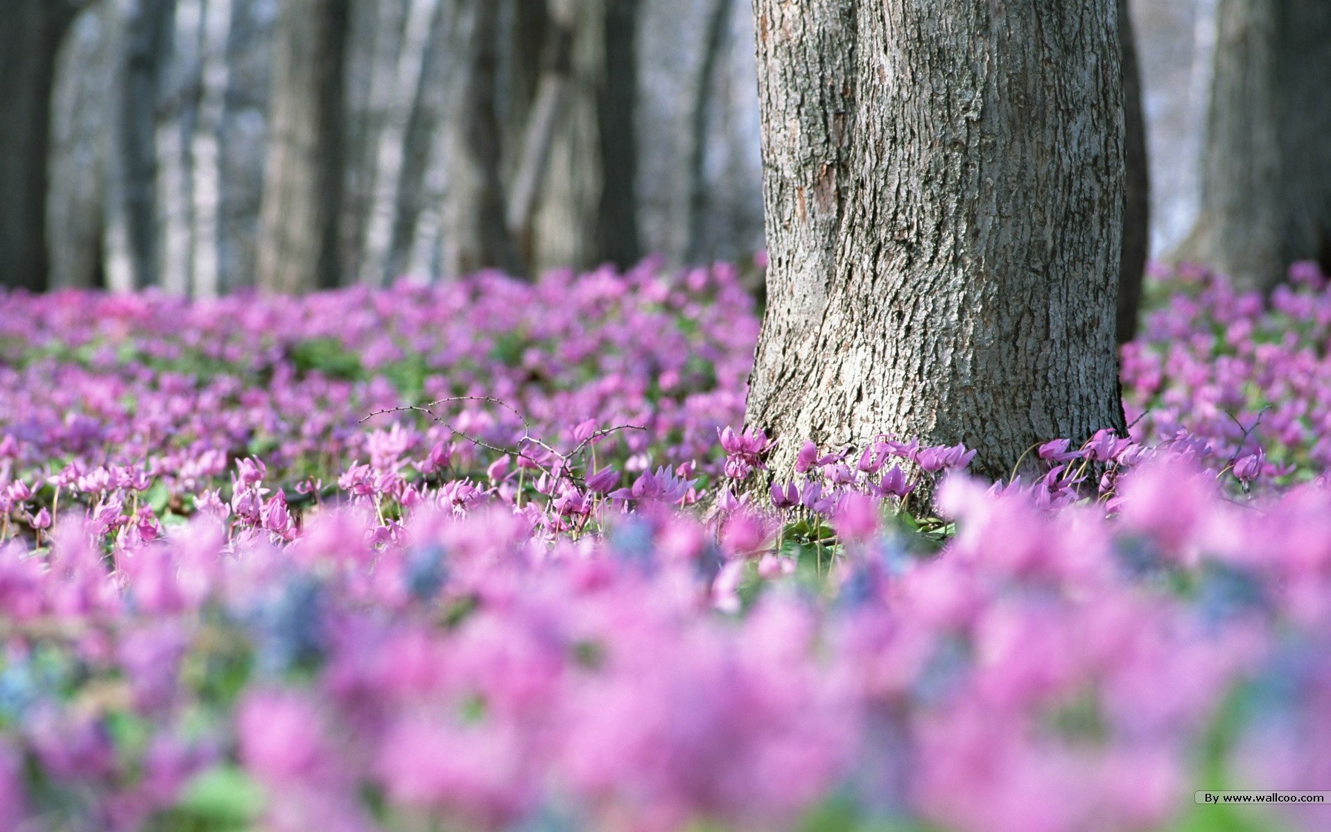 フレッシュスタイルの花の壁紙 #14 - 1920x1200