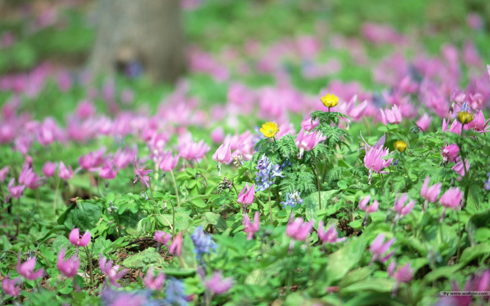 フレッシュスタイルの花の壁紙 #15 - 1920x1200