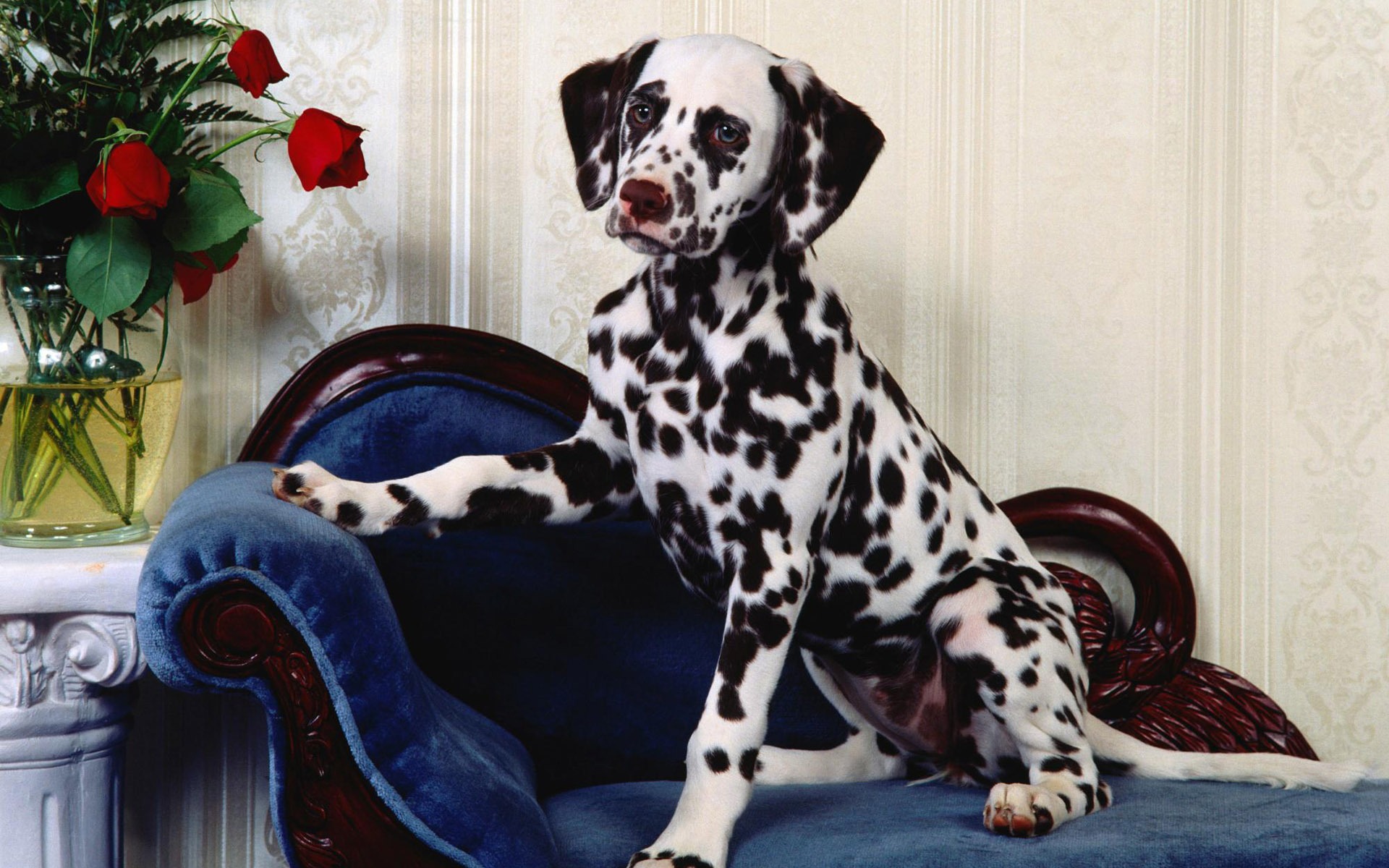 宠物壁纸之小狗写真10 - 1920x1200