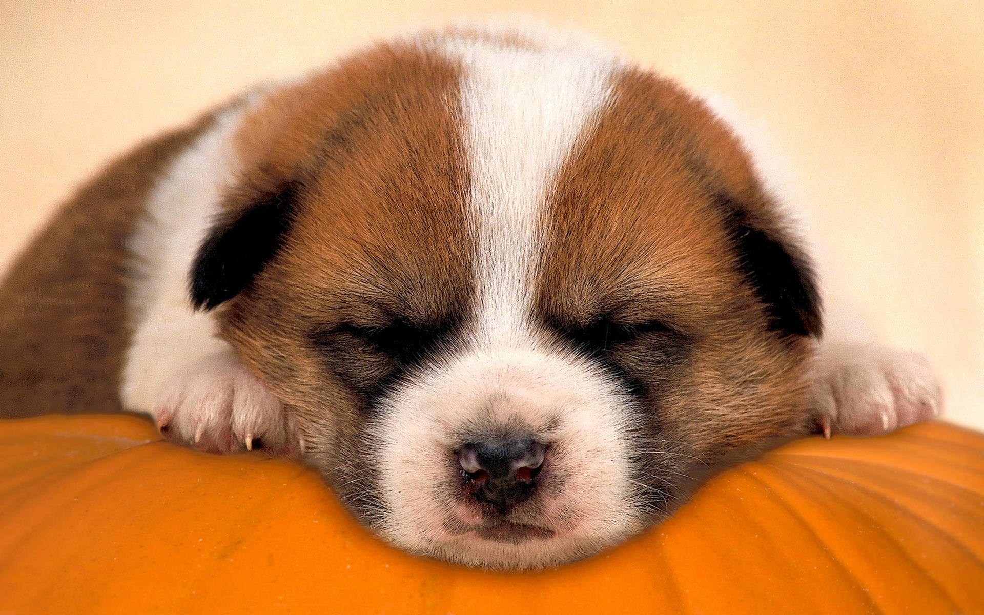 HD wallpaper cute dog #17 - 1920x1200