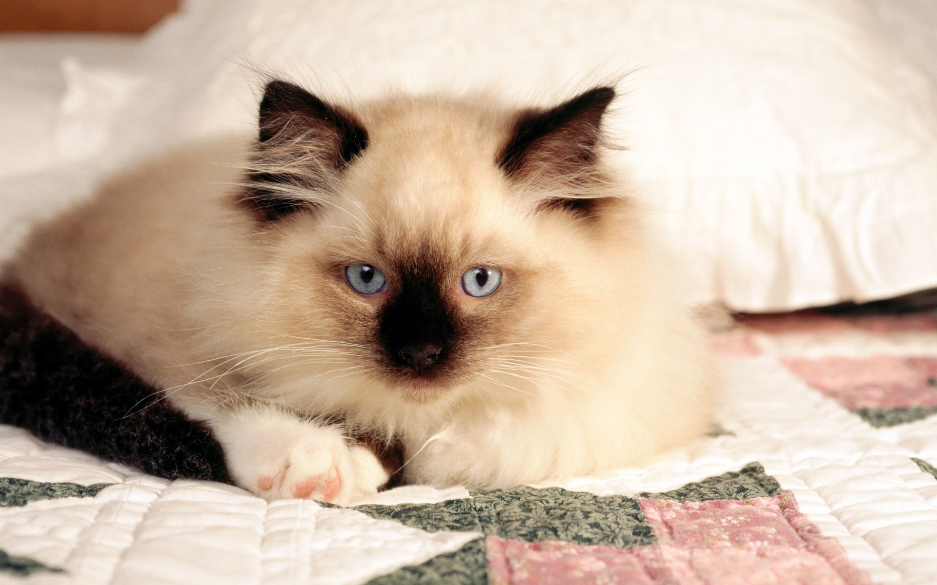 HD fotografía de fondo lindo gatito #33 - 1920x1200
