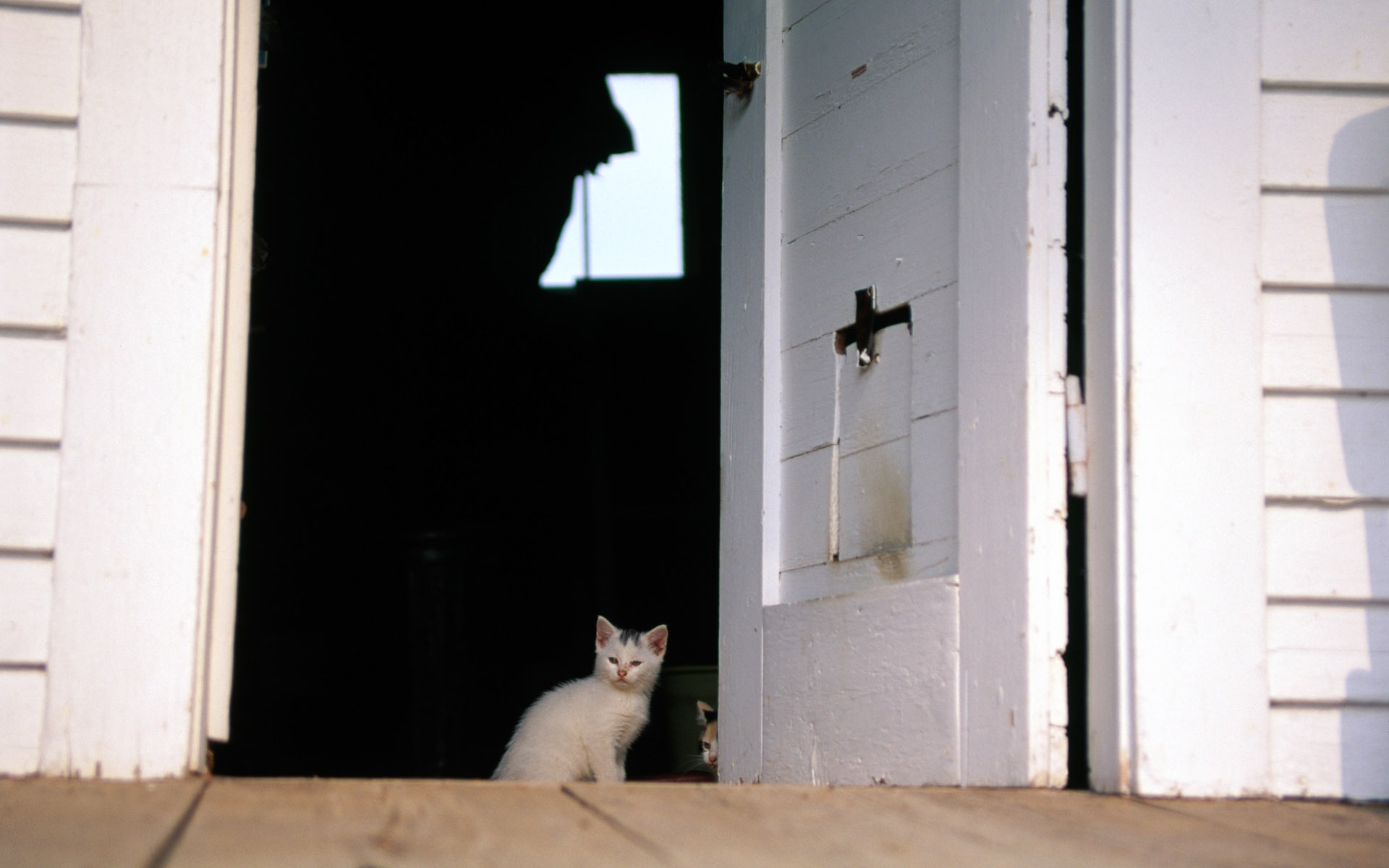 HD fotografía de fondo lindo gatito #36 - 1920x1200