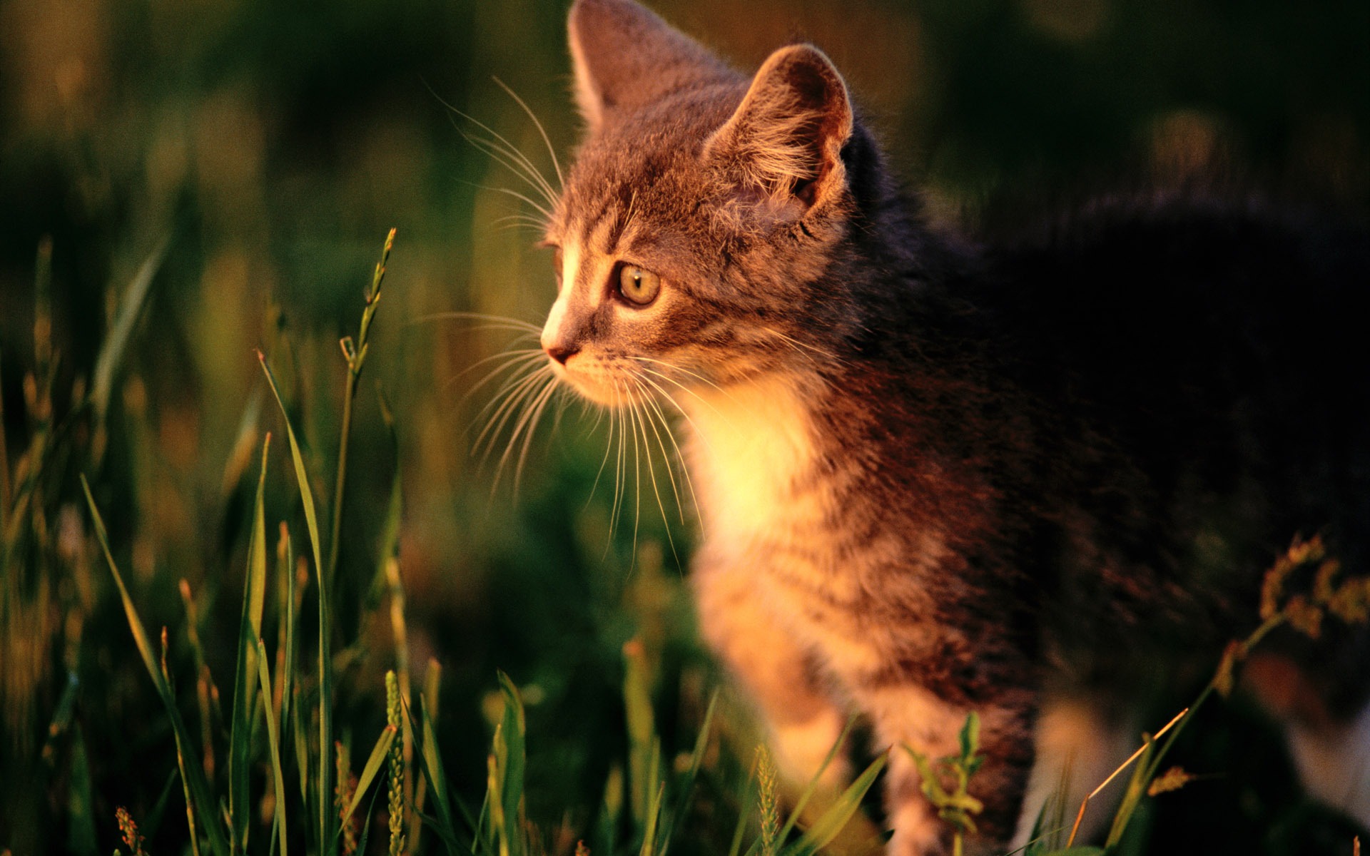 HD fotografía de fondo lindo gatito #40 - 1920x1200