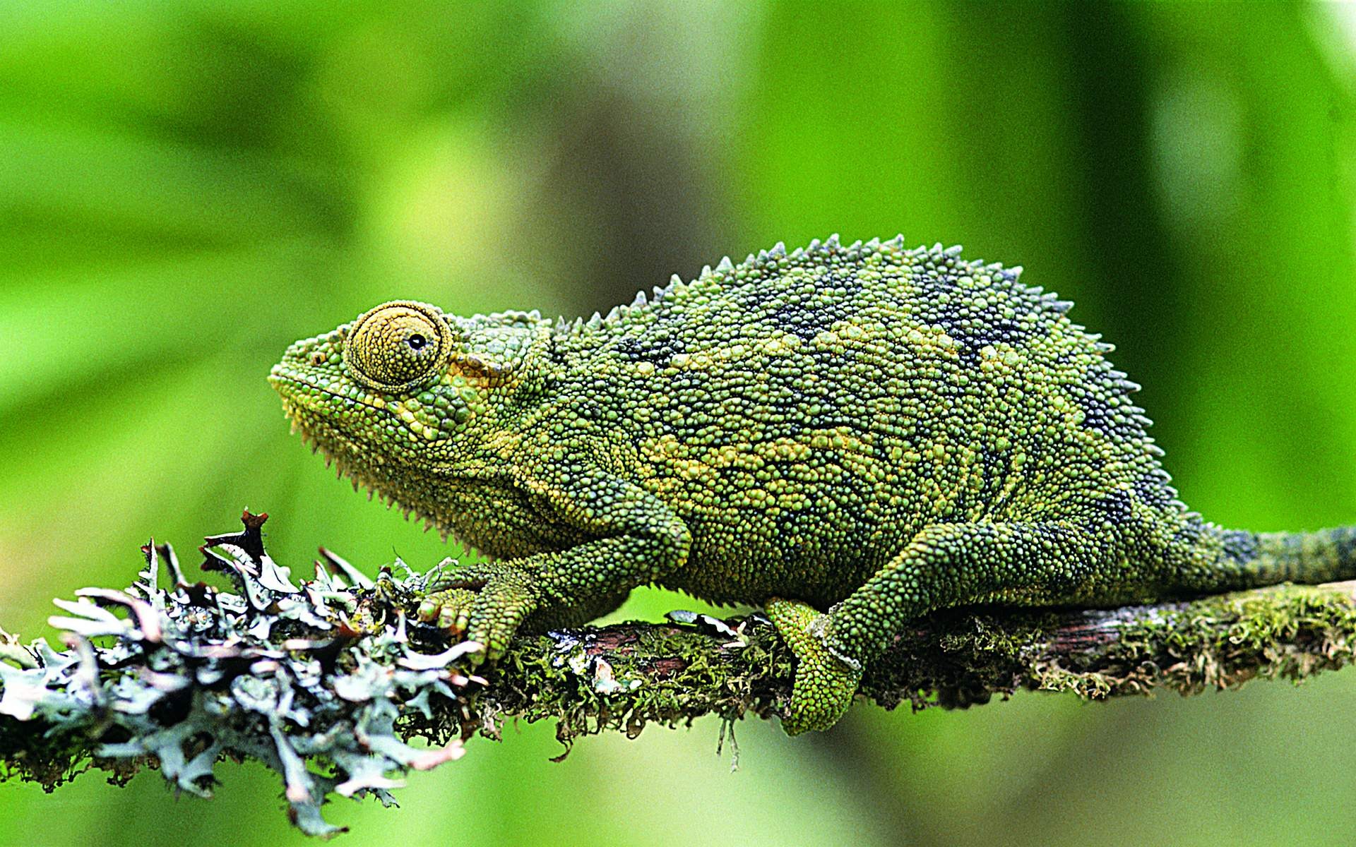 Fond d'écran HD albums lézard #6 - 1920x1200