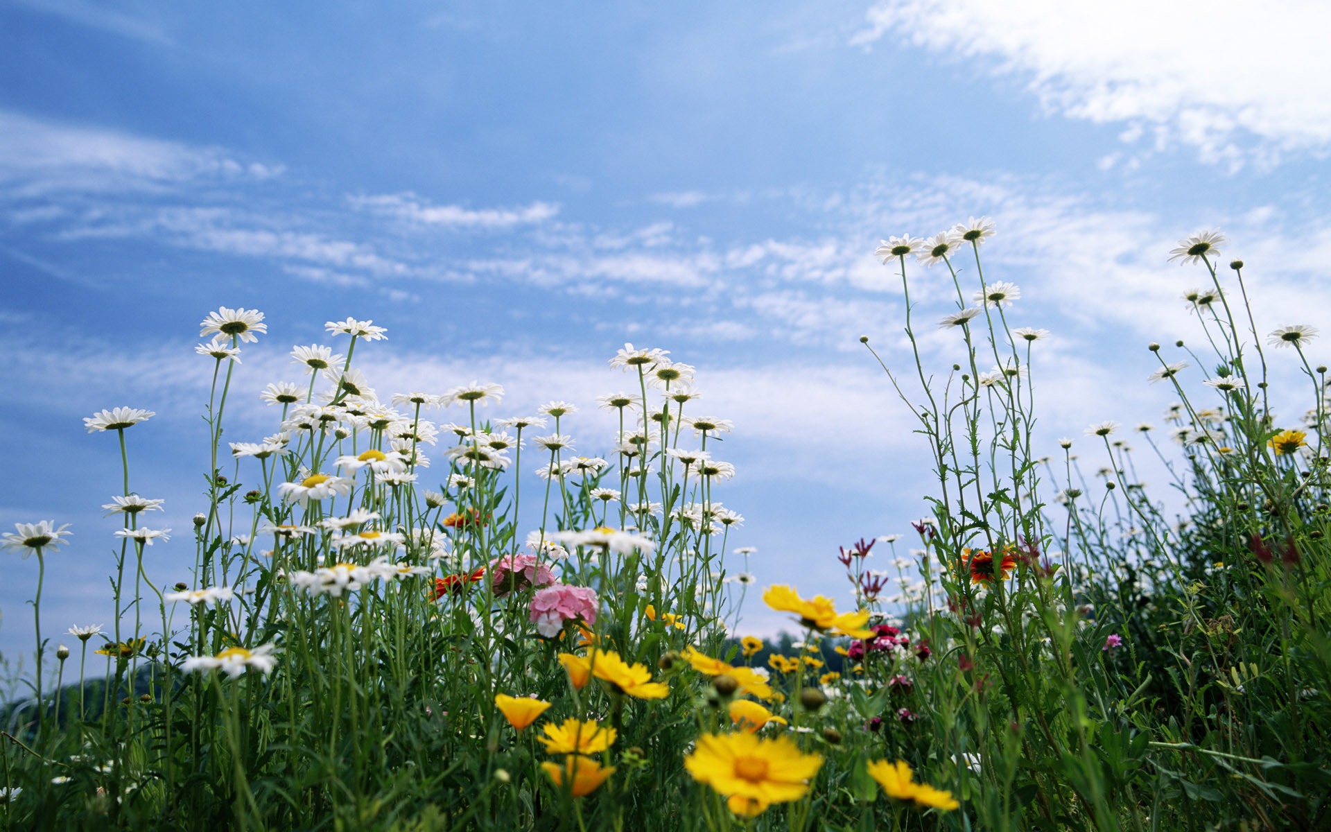 Blauer Himmel, weiße Wolken und Blumen Wallpaper #7 - 1920x1200