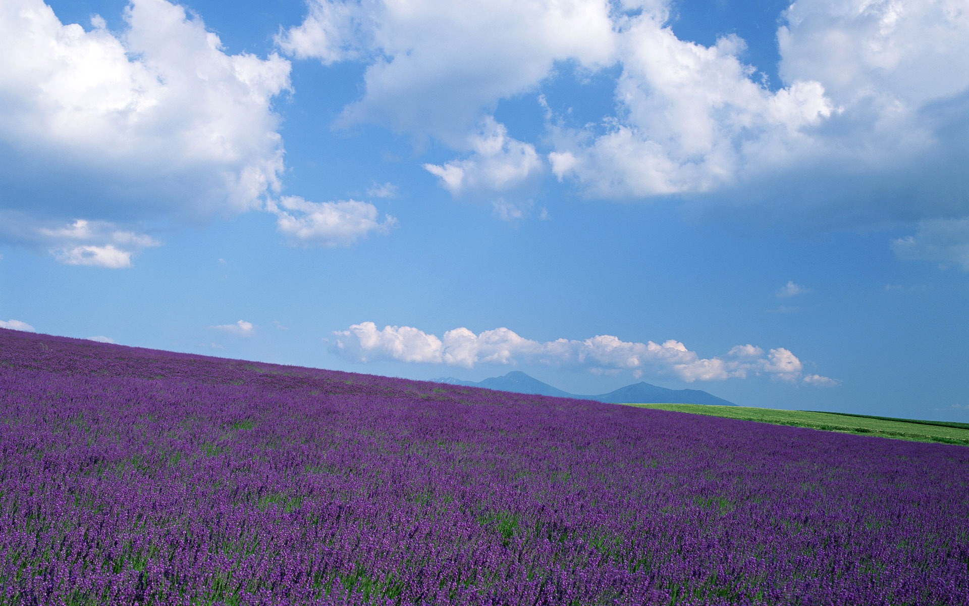 Blauer Himmel, weiße Wolken und Blumen Wallpaper #16 - 1920x1200