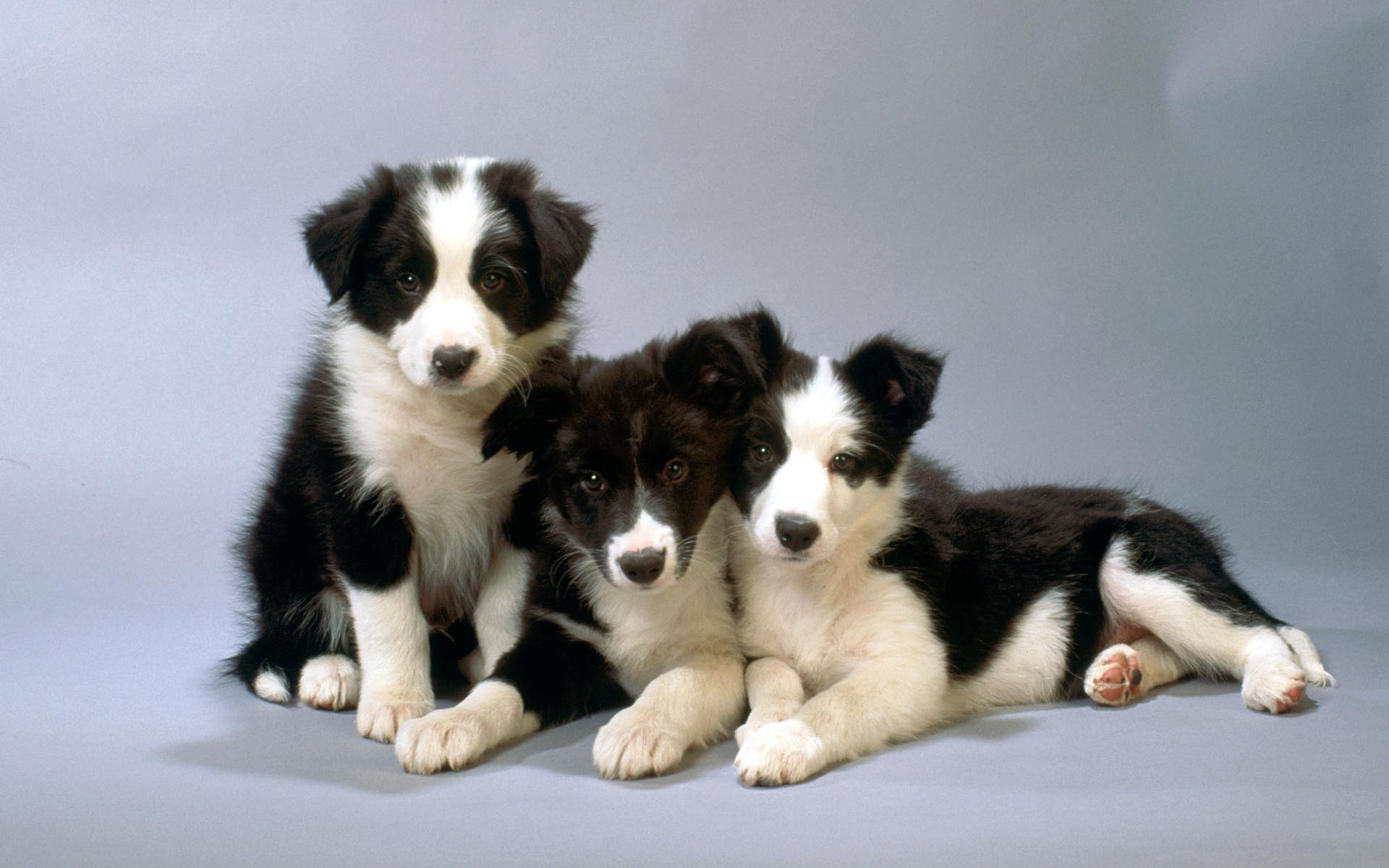 Puppy Photo HD wallpapers (1) #7 - 1920x1200