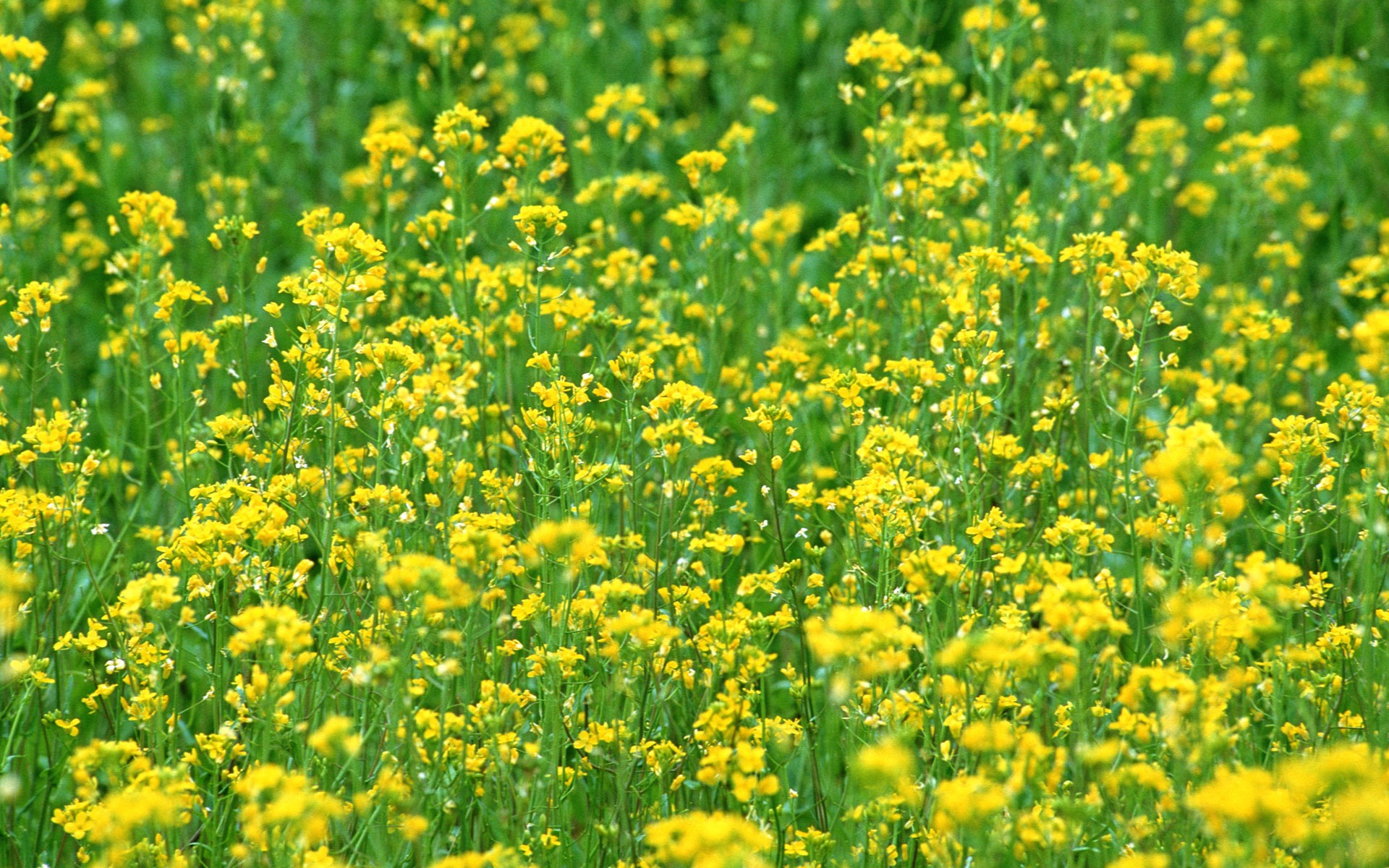 鲜花特写(16)9 - 1920x1200