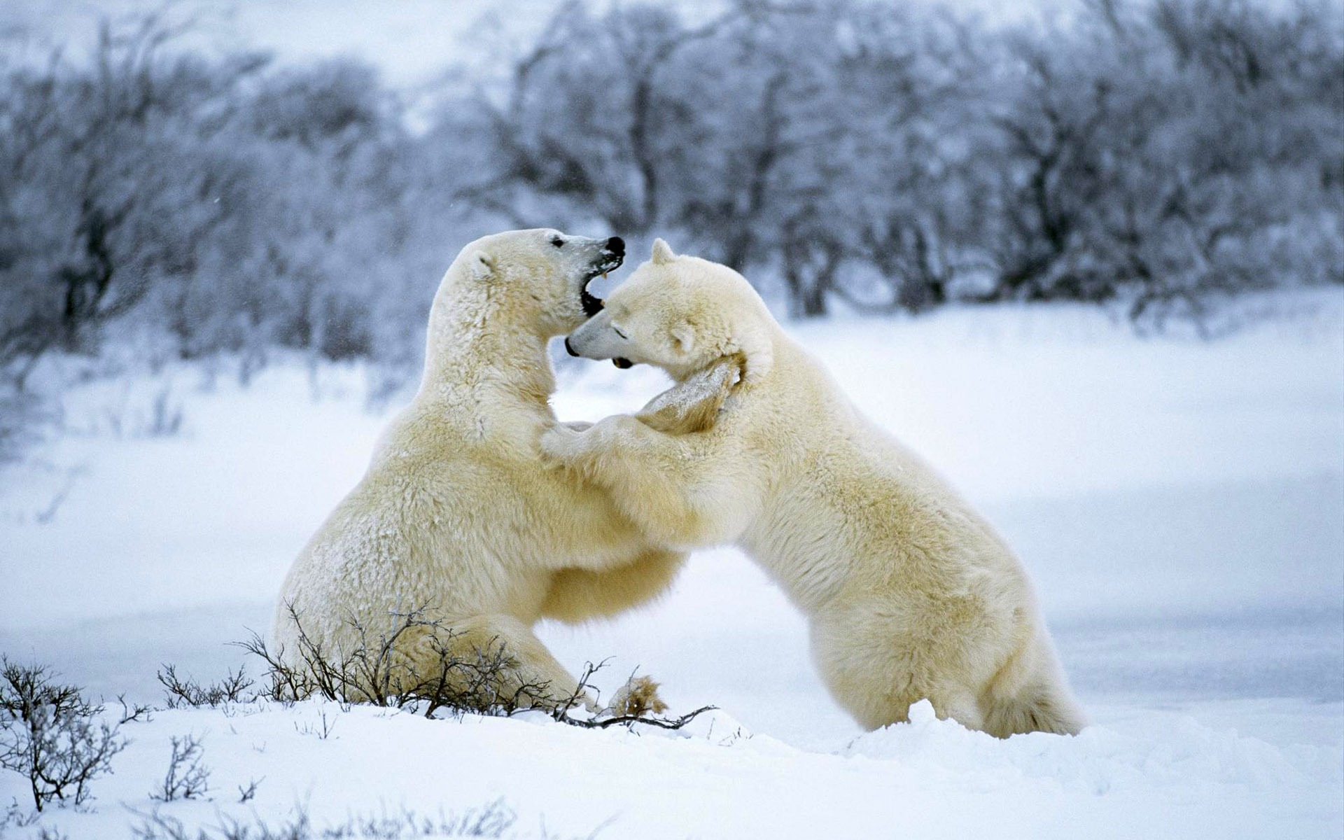 El oso polar Foto Wallpaper #11 - 1920x1200