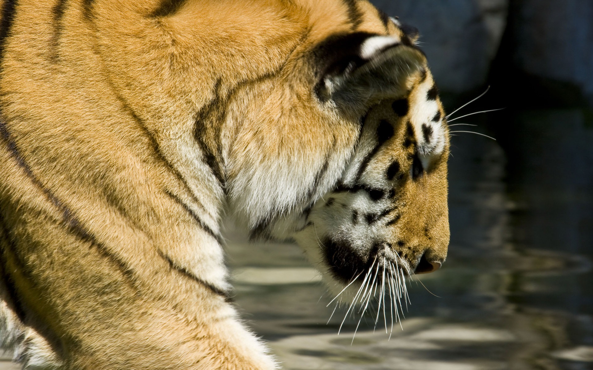 Foto Wallpaper Tigre (5) #17 - 1920x1200