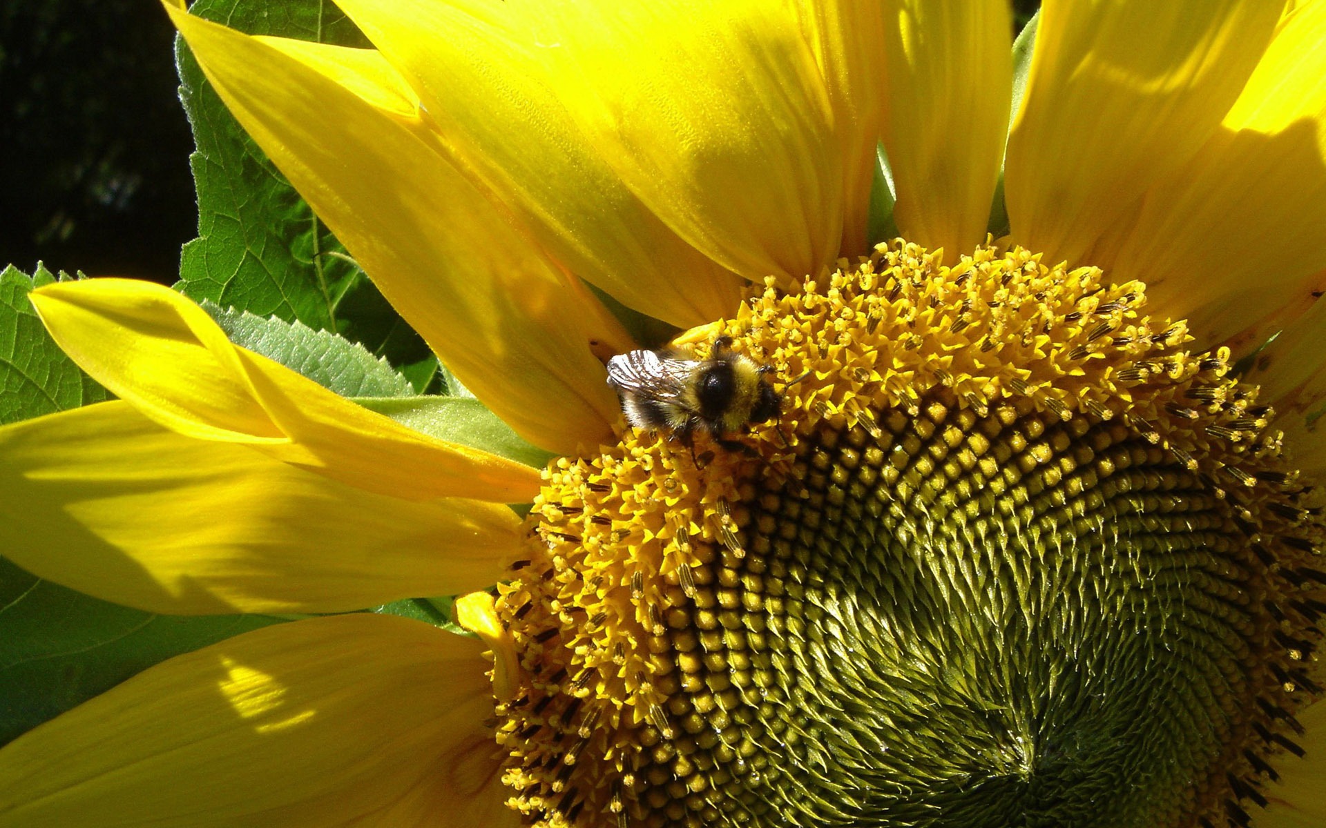 Amor Abeja Flor fondo de pantalla (3) #17 - 1920x1200